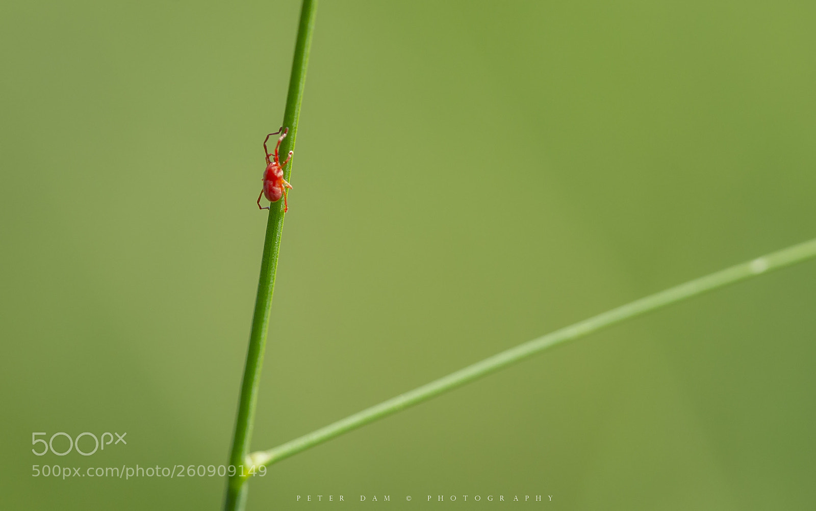 Canon EOS-1D X sample photo. Red velvet mite photography