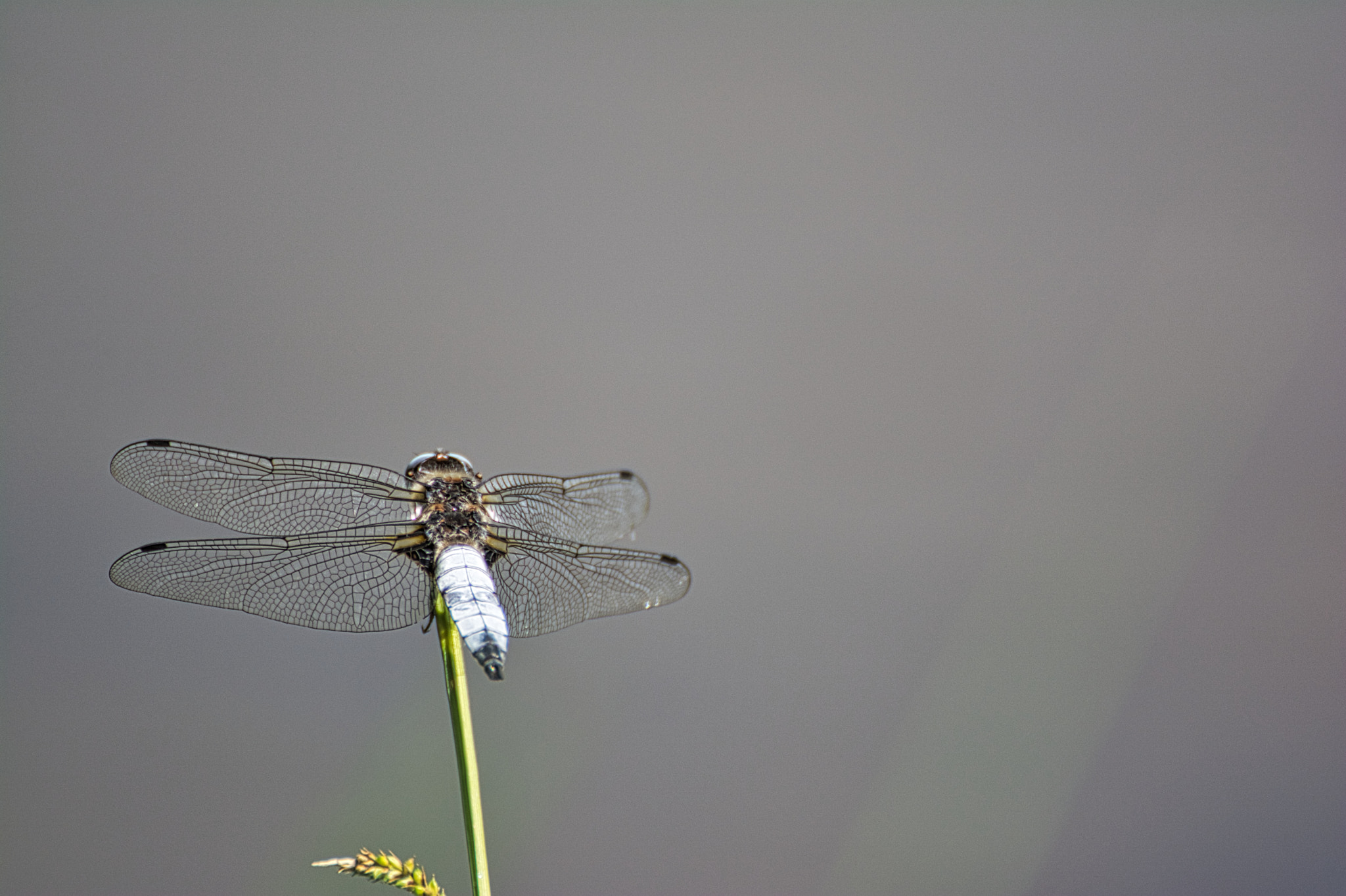 Tamron SP 70-300mm F4-5.6 Di VC USD sample photo. Dragonfly photography