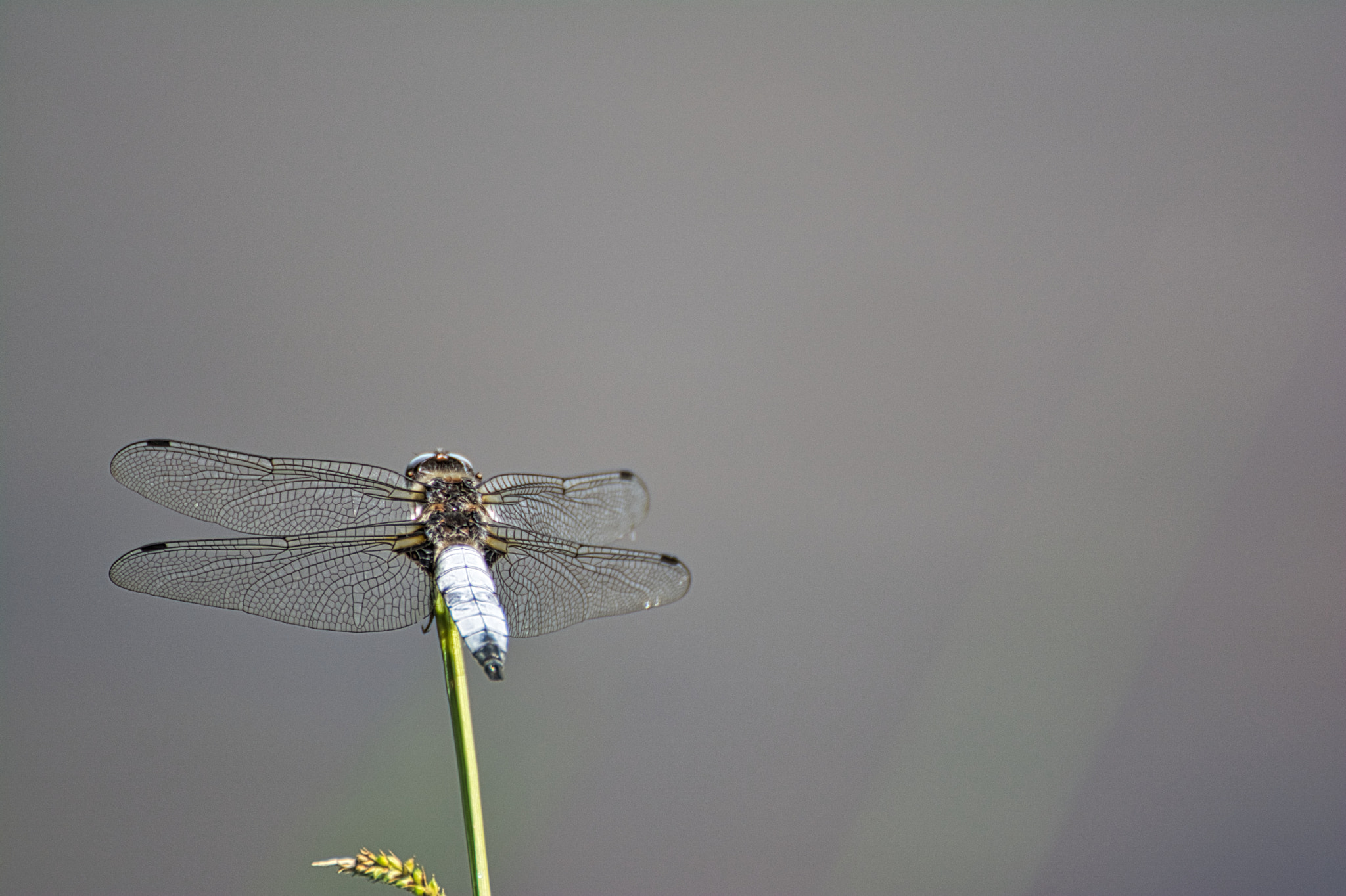 Nikon D5200 sample photo. Dragonfly photography