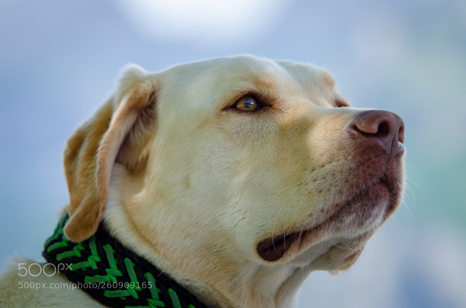 Nikon D5100 sample photo. Fin the dog photography