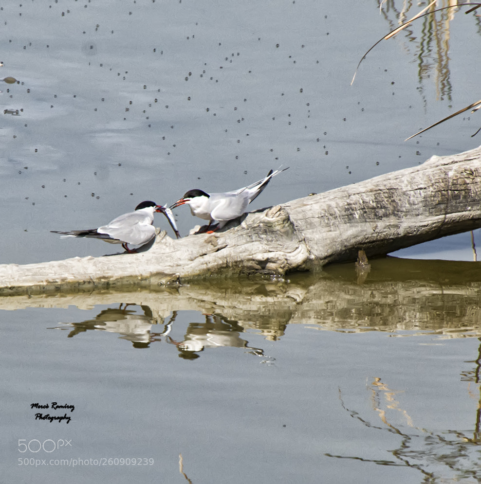 Nikon D7100 sample photo. Birds,eat, photography