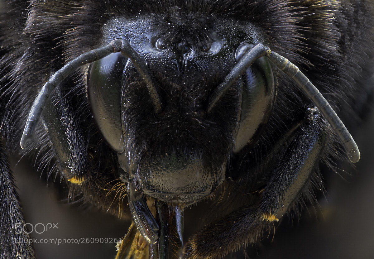 Olympus OM-D E-M1 Mark II sample photo. Bombus hypnorum photography