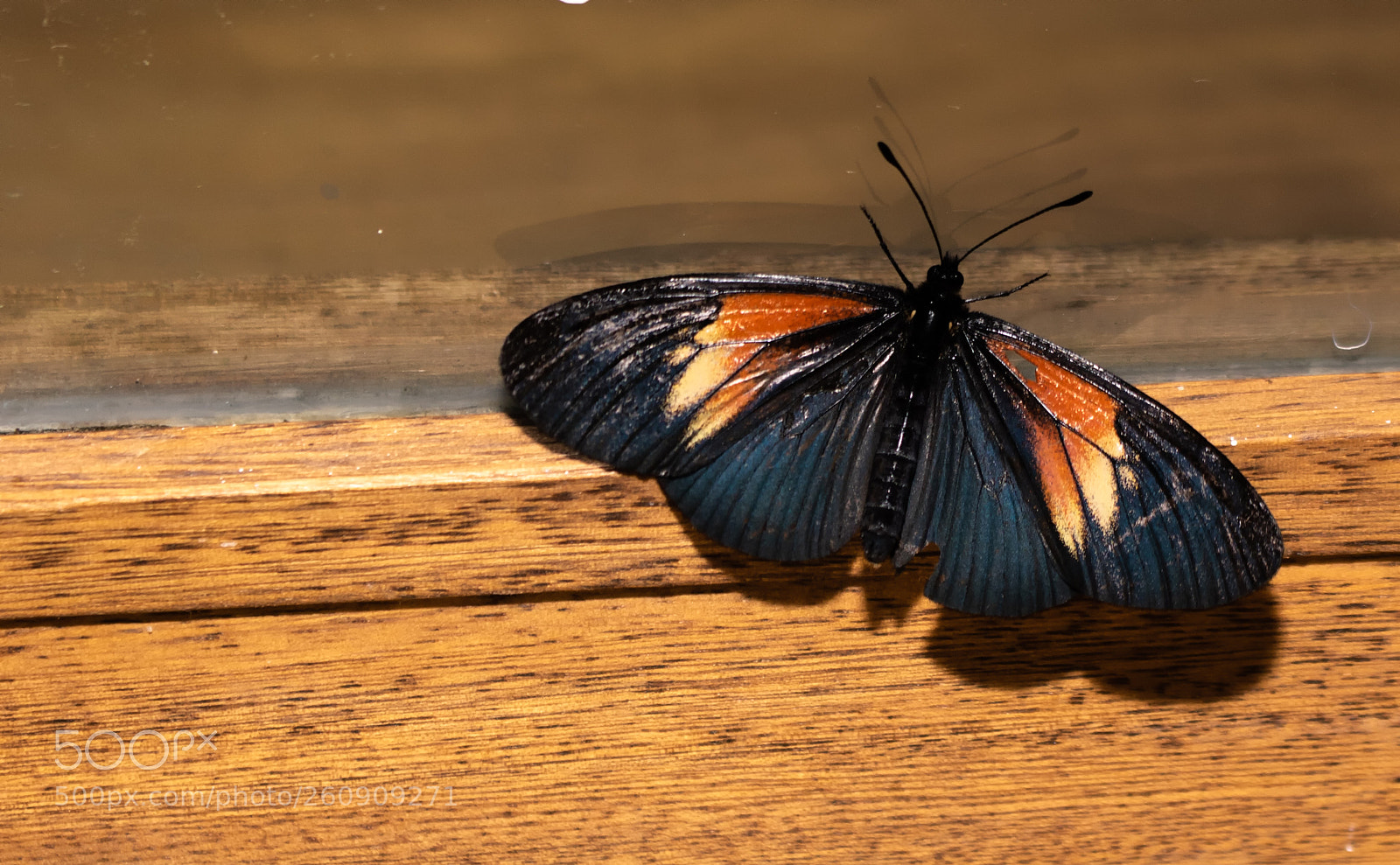Canon EOS 750D (EOS Rebel T6i / EOS Kiss X8i) sample photo. Mariposa photography