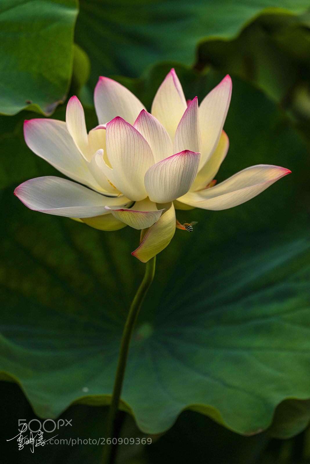 Sony a7R sample photo. 荷韻 photography