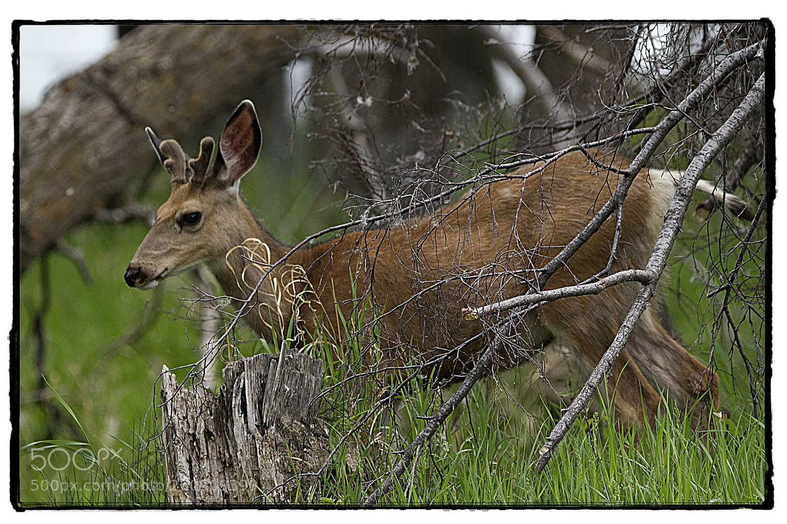 Canon EOS 7D sample photo. Mule deer. photography