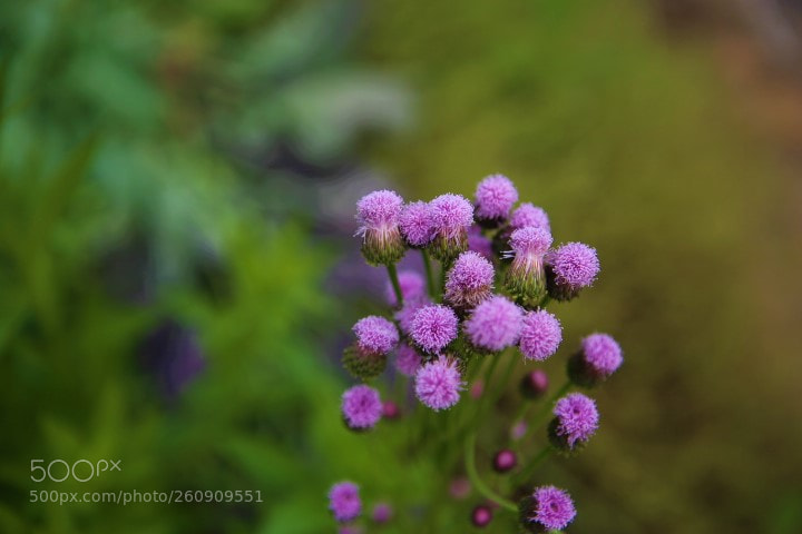Canon EOS 6D sample photo. Untitled photography