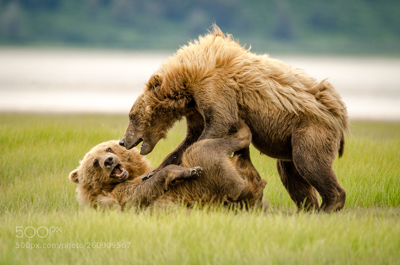 Nikon D7000 sample photo. Bear's playtime !! photography