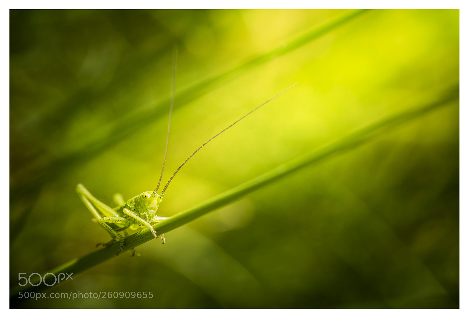 Nikon D7200 sample photo. Petite sauterelle verte photography