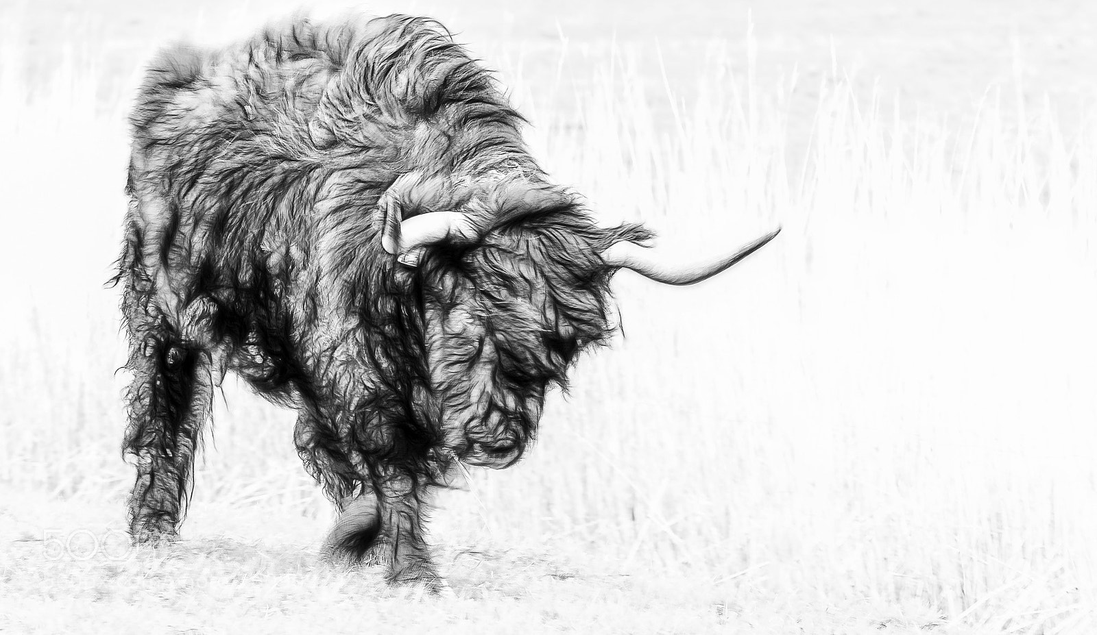 Nikon D700 sample photo. "wind in the fur" photography