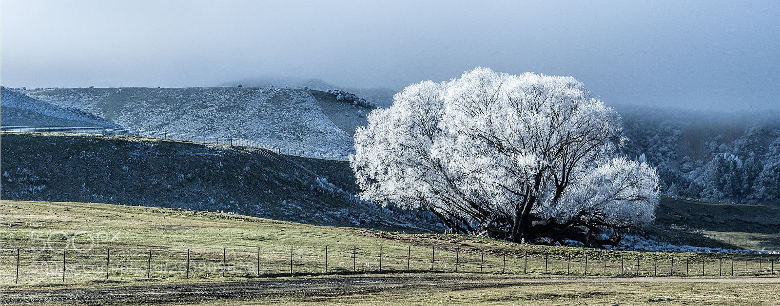 Nikon D700 sample photo. Hoar frost photography