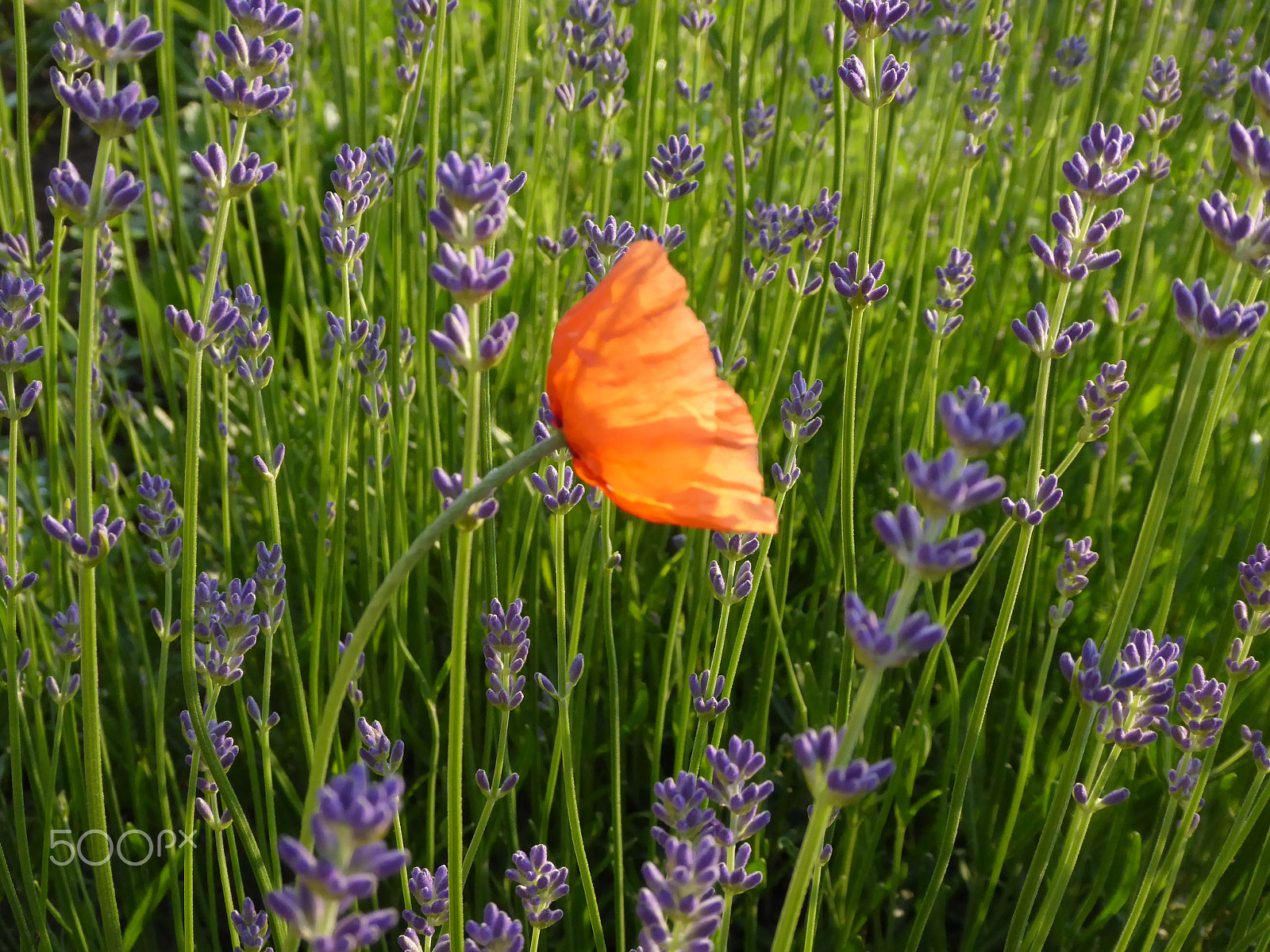 Panasonic Lumix DMC-ZS50 (Lumix DMC-TZ70) sample photo. Poppy in lavender bush photography