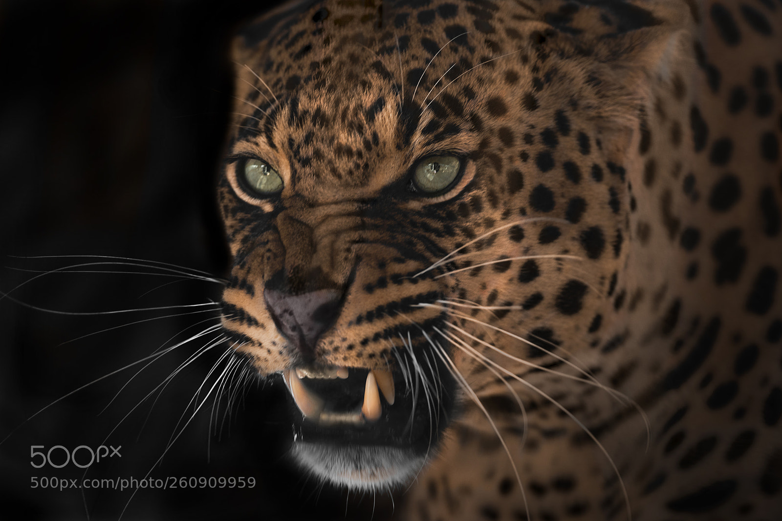 Nikon D750 sample photo. Angry leopard photography