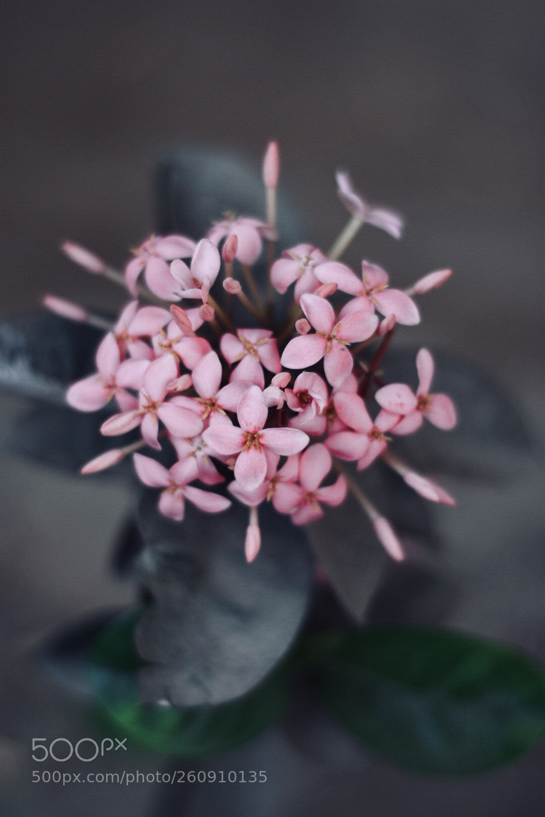 Nikon D7200 sample photo. Untitled photography
