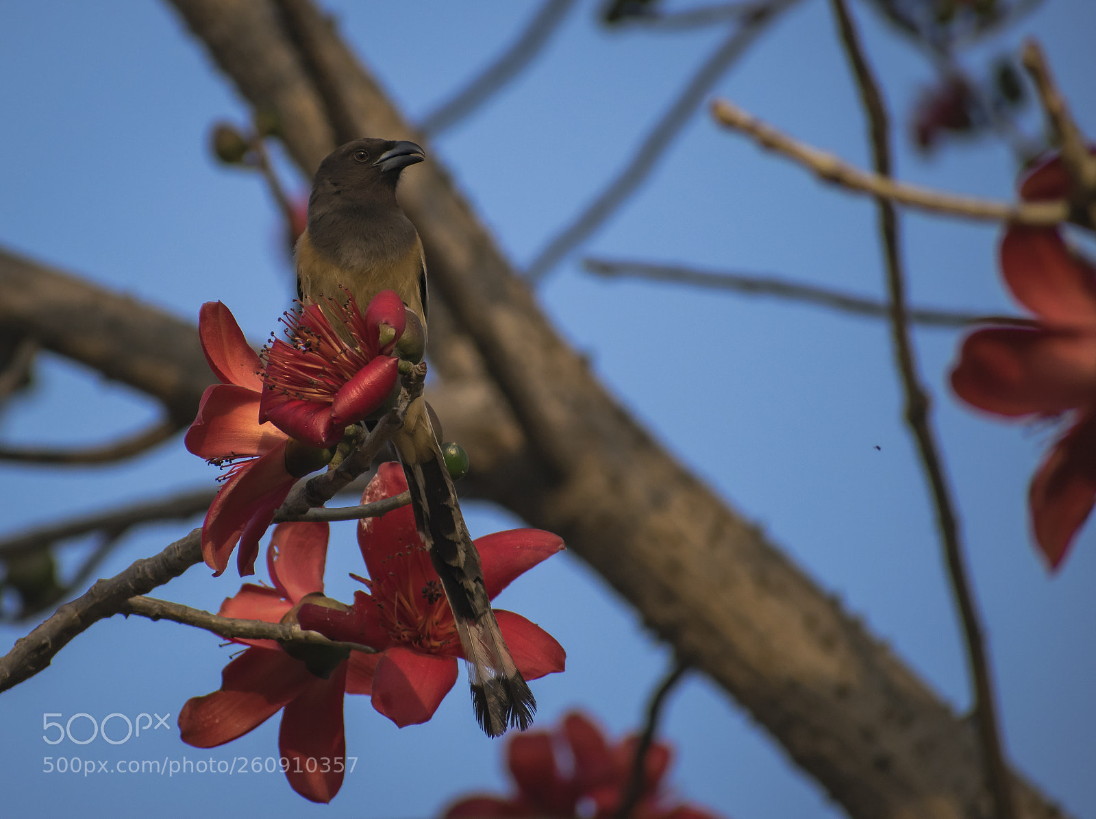 Nikon D3300 sample photo. Rufous treepie photography
