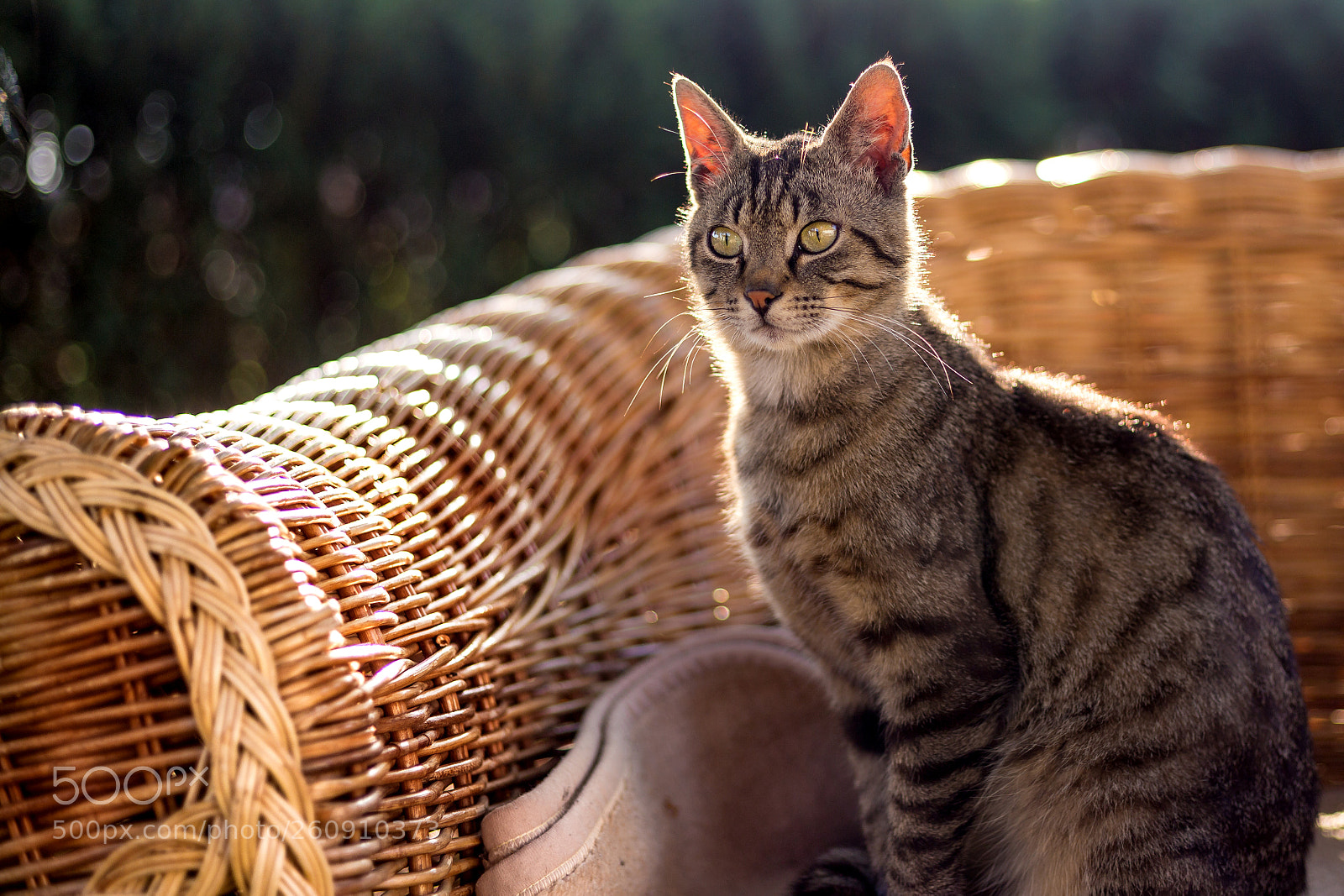 Canon EOS 6D sample photo. Streifi photography