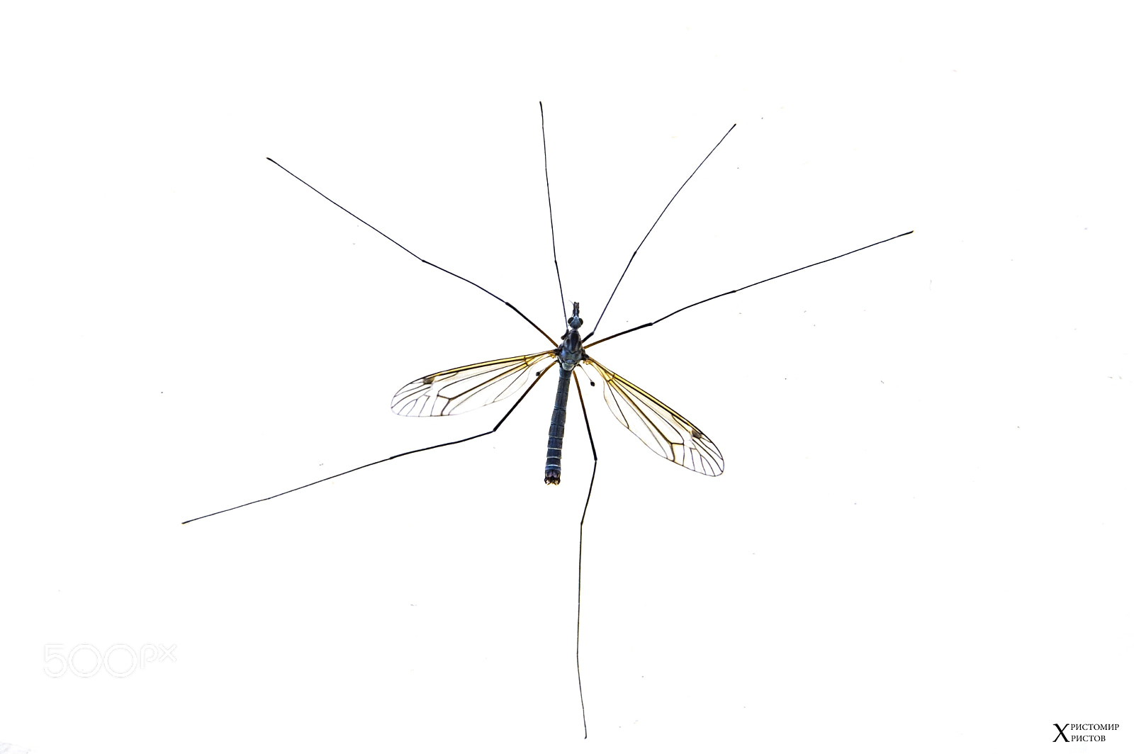 Nikon D3200 sample photo. Insect photography