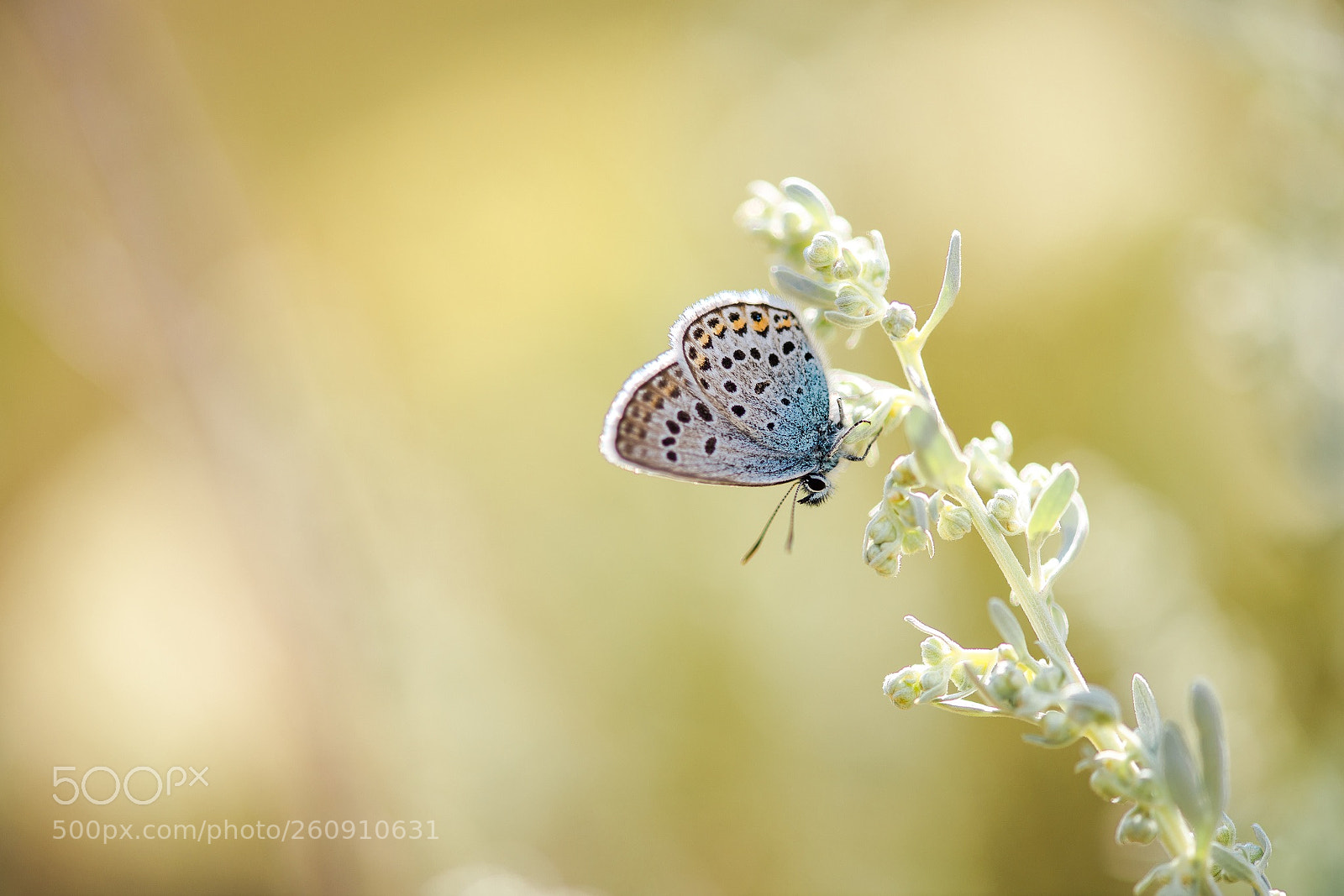 Nikon D800E sample photo. Another polyommatus icarus photography