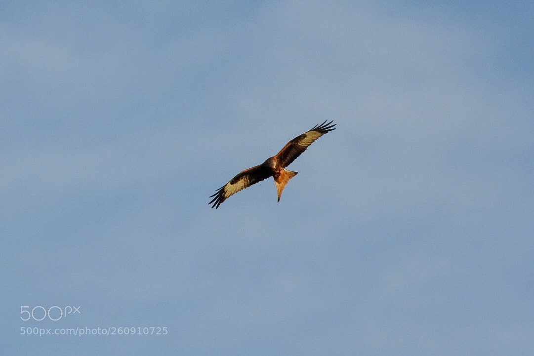 Nikon Coolpix P610 sample photo. Red kite photography