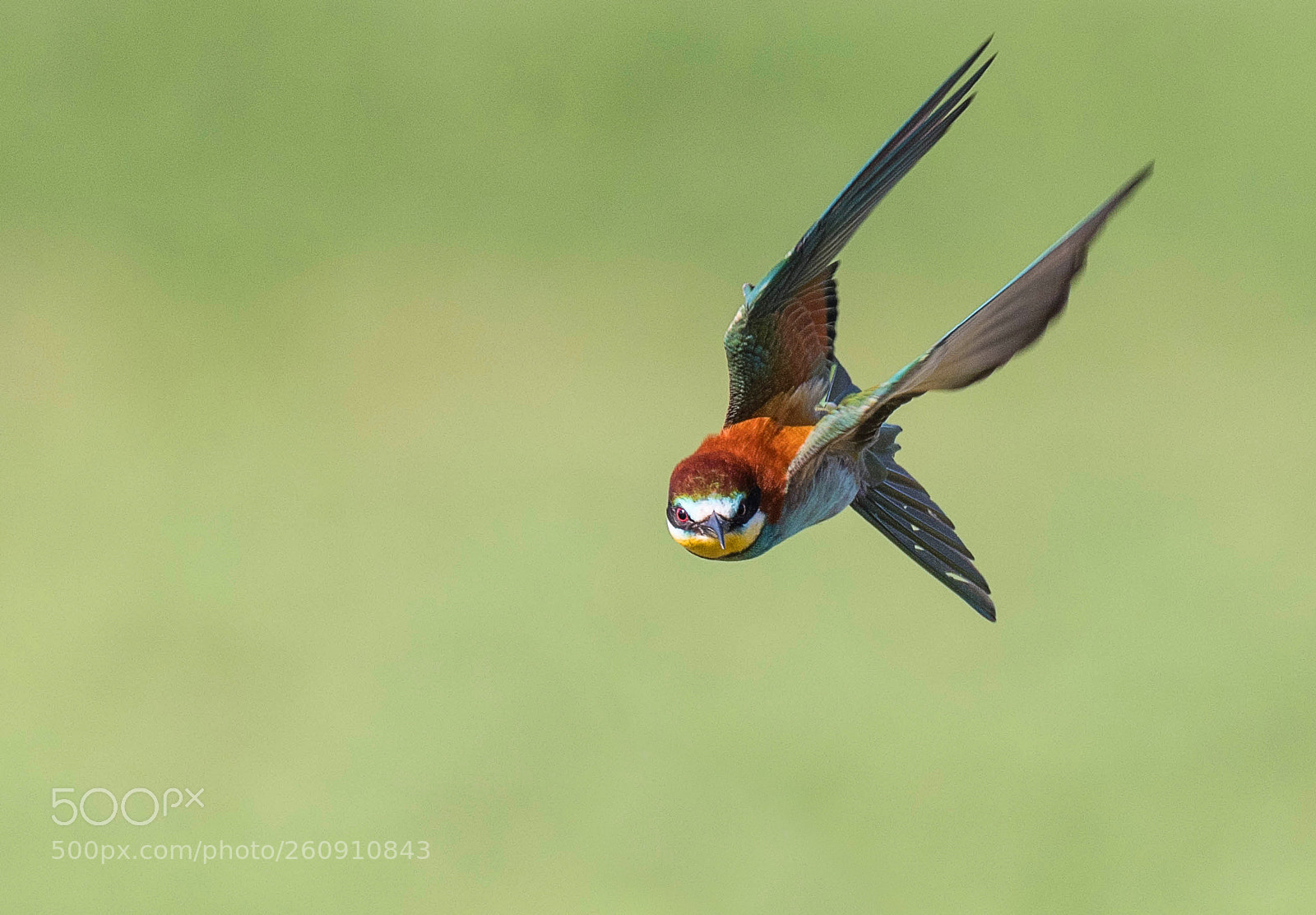 Nikon D500 sample photo. Bee-eater in flight photography