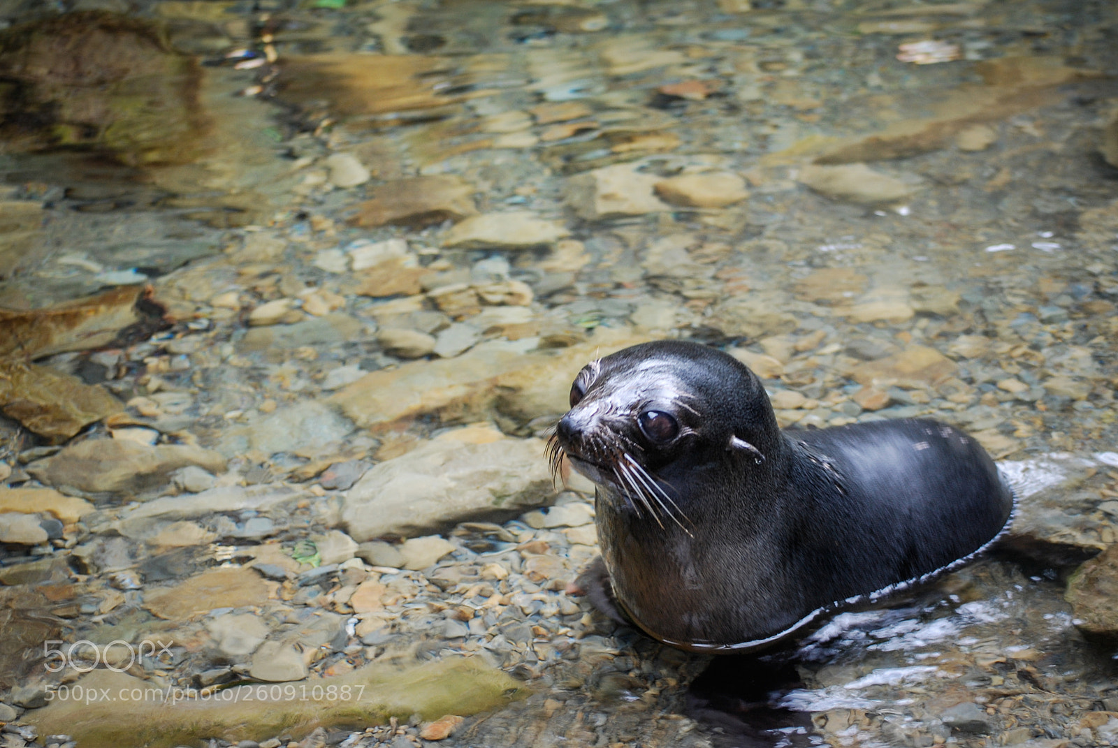 Nikon D60 sample photo. Baby seal photography