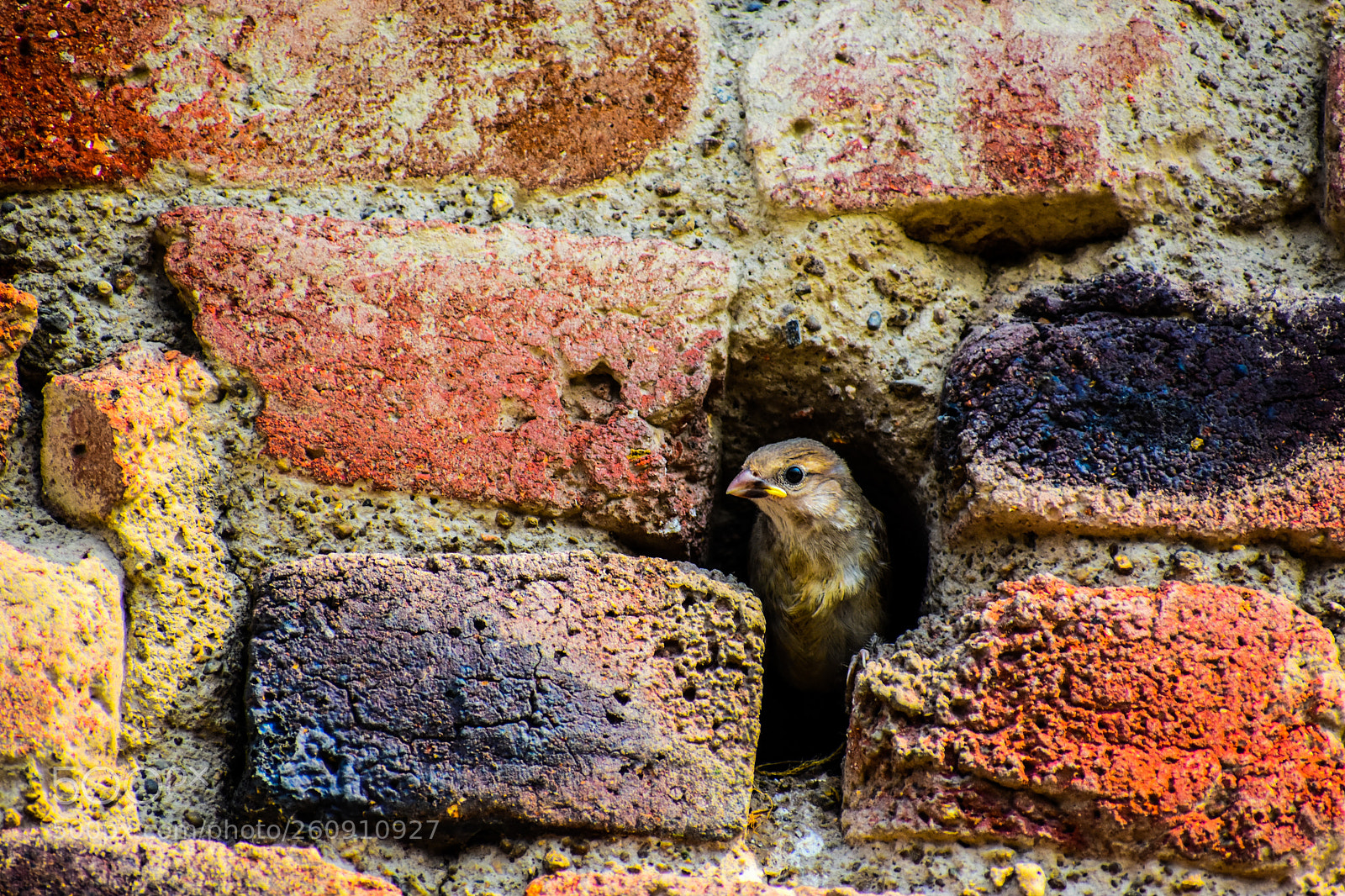Nikon D3400 sample photo. A young indian sparrow photography