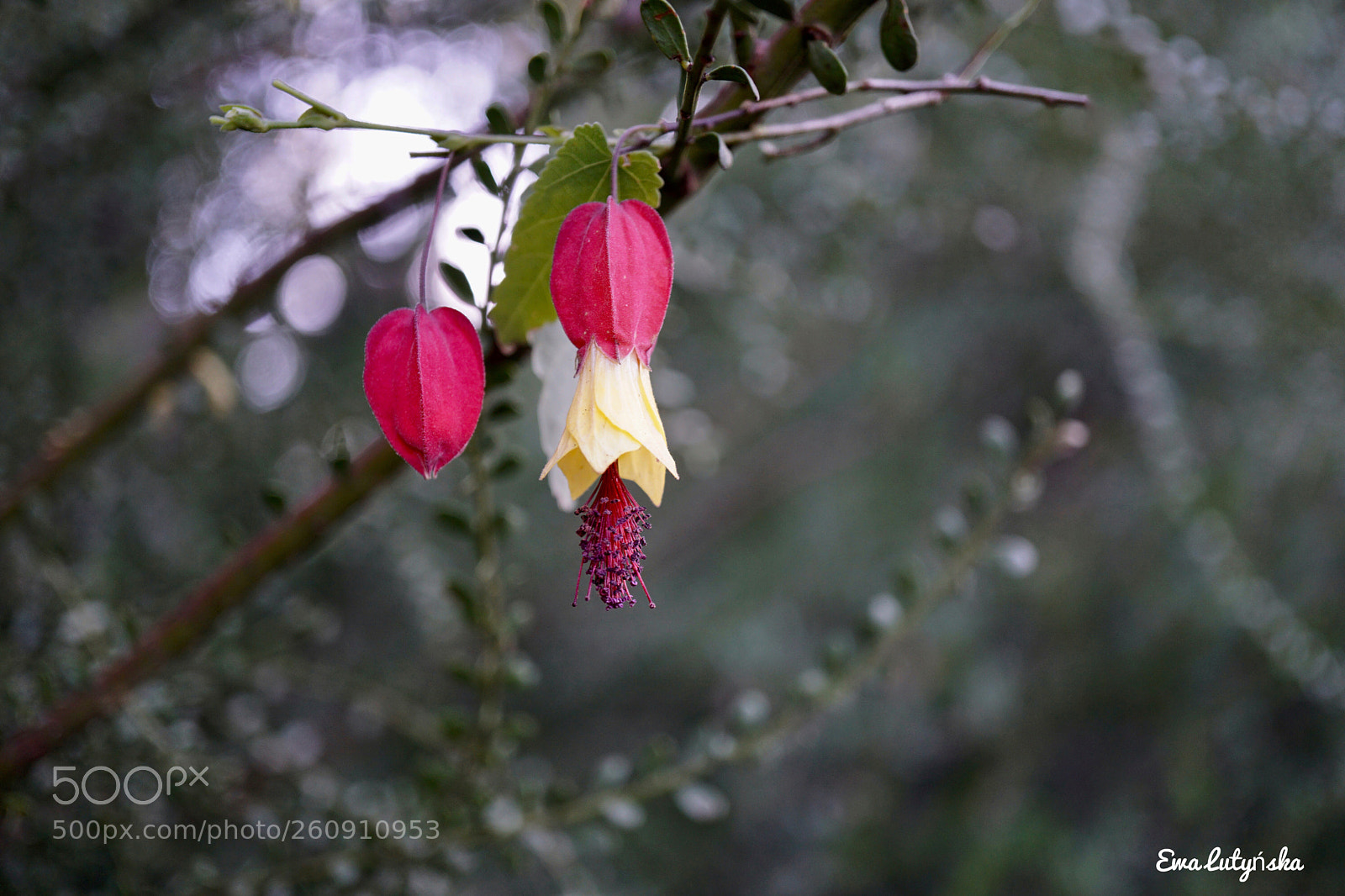 Sony a6000 sample photo. Brazilian bell  photography