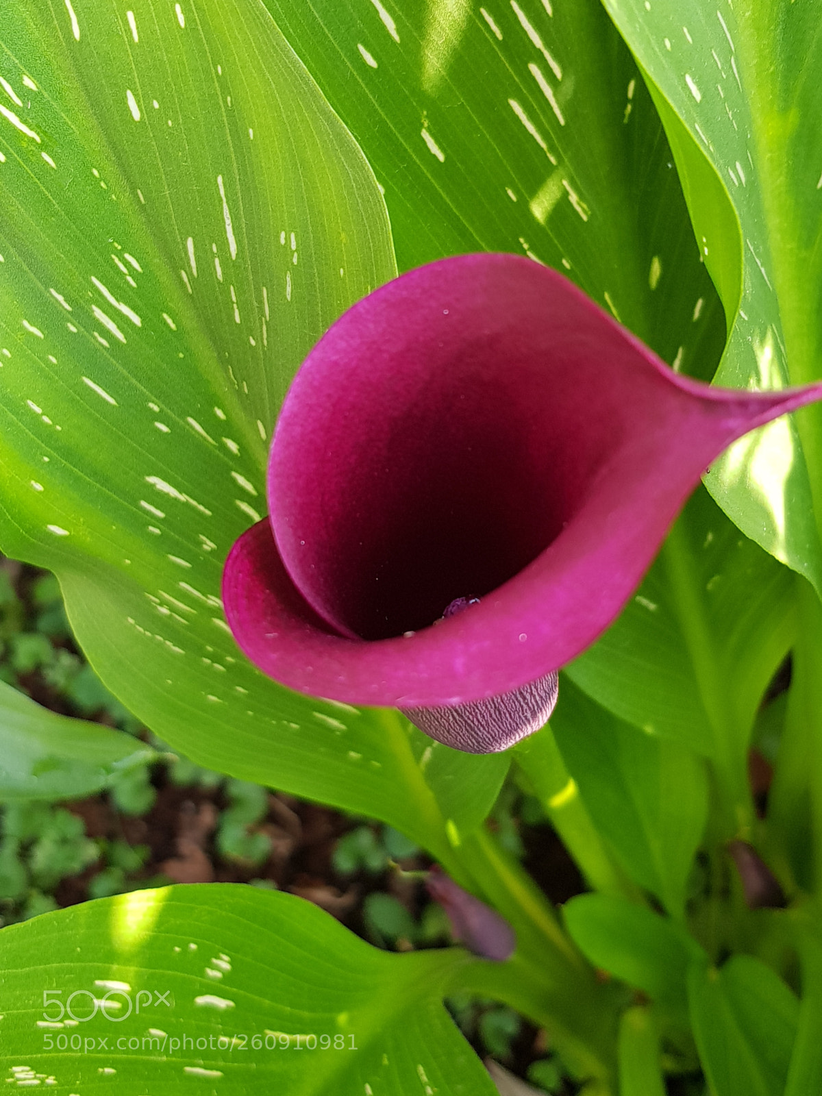 Samsung Galaxy S8 sample photo. Untitled photography