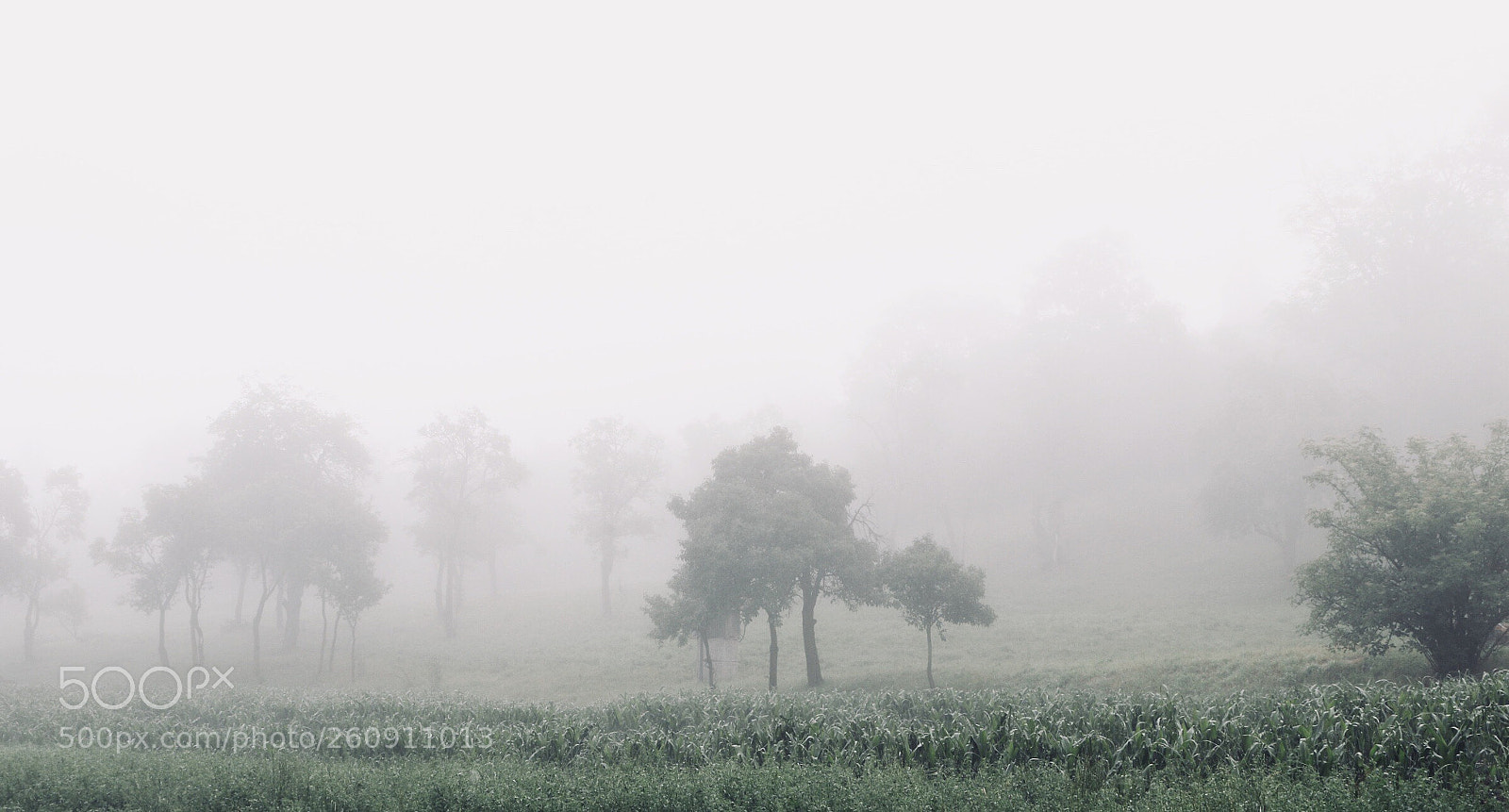 Canon EOS 77D (EOS 9000D / EOS 770D) sample photo. A lot of fog photography