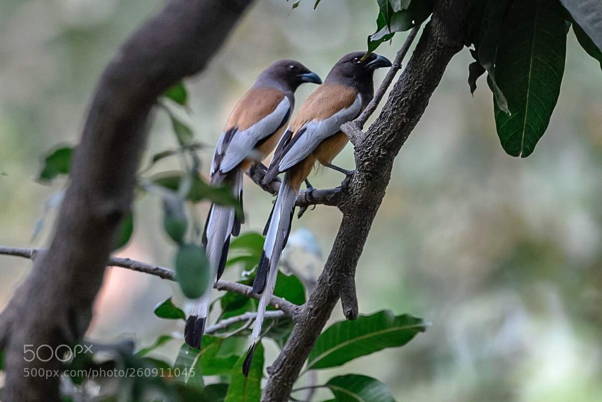 Nikon D850 sample photo. Romancing on a mango photography
