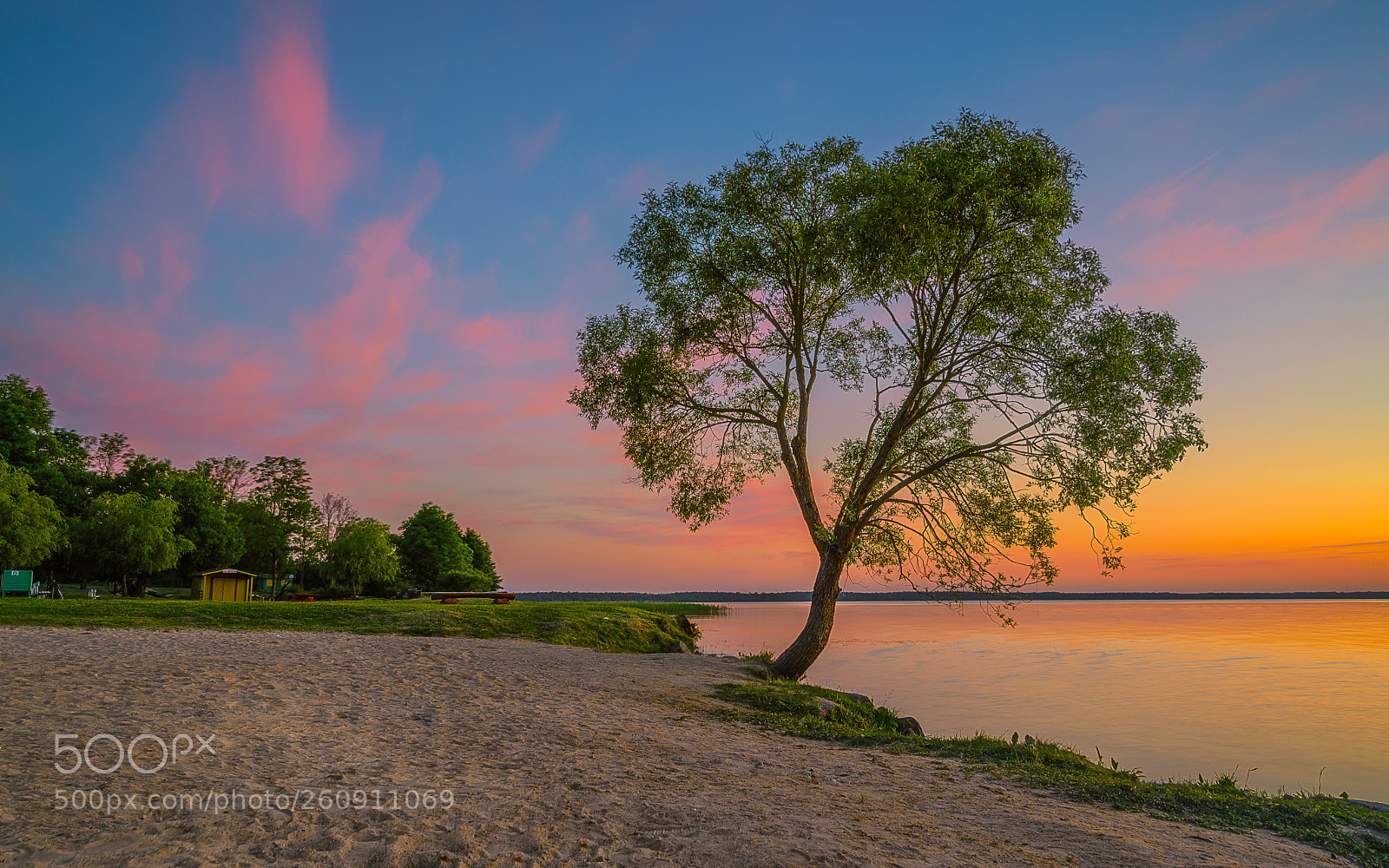 Nikon D610 sample photo. Tree in the beach photography