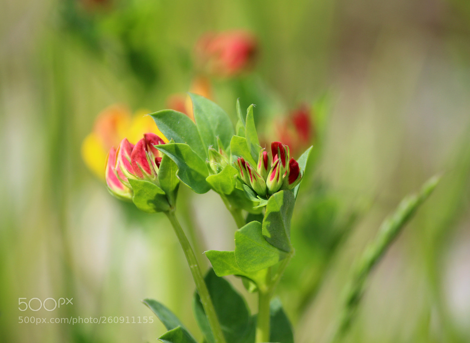 Canon EOS 600D (Rebel EOS T3i / EOS Kiss X5) sample photo. Summer bloom photography