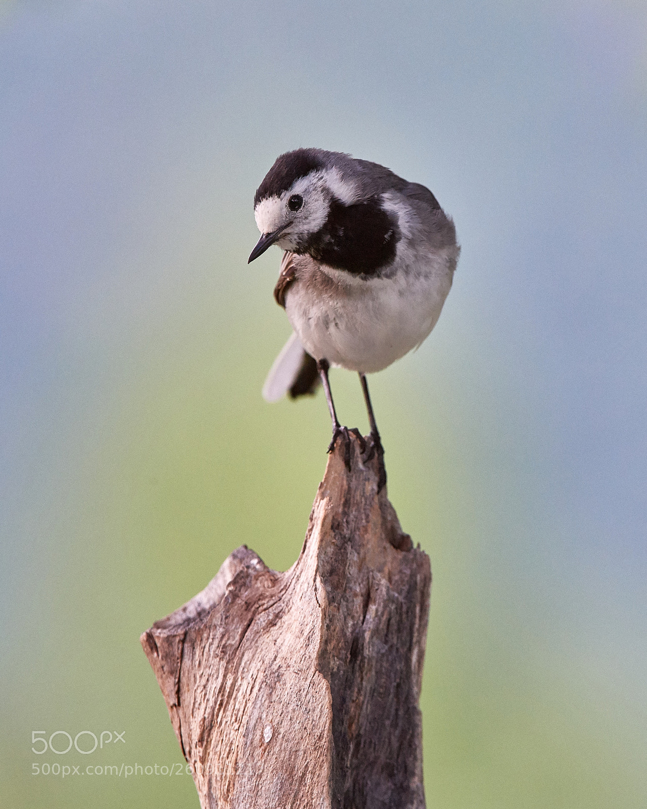 Nikon D5 sample photo. Wagtail photography