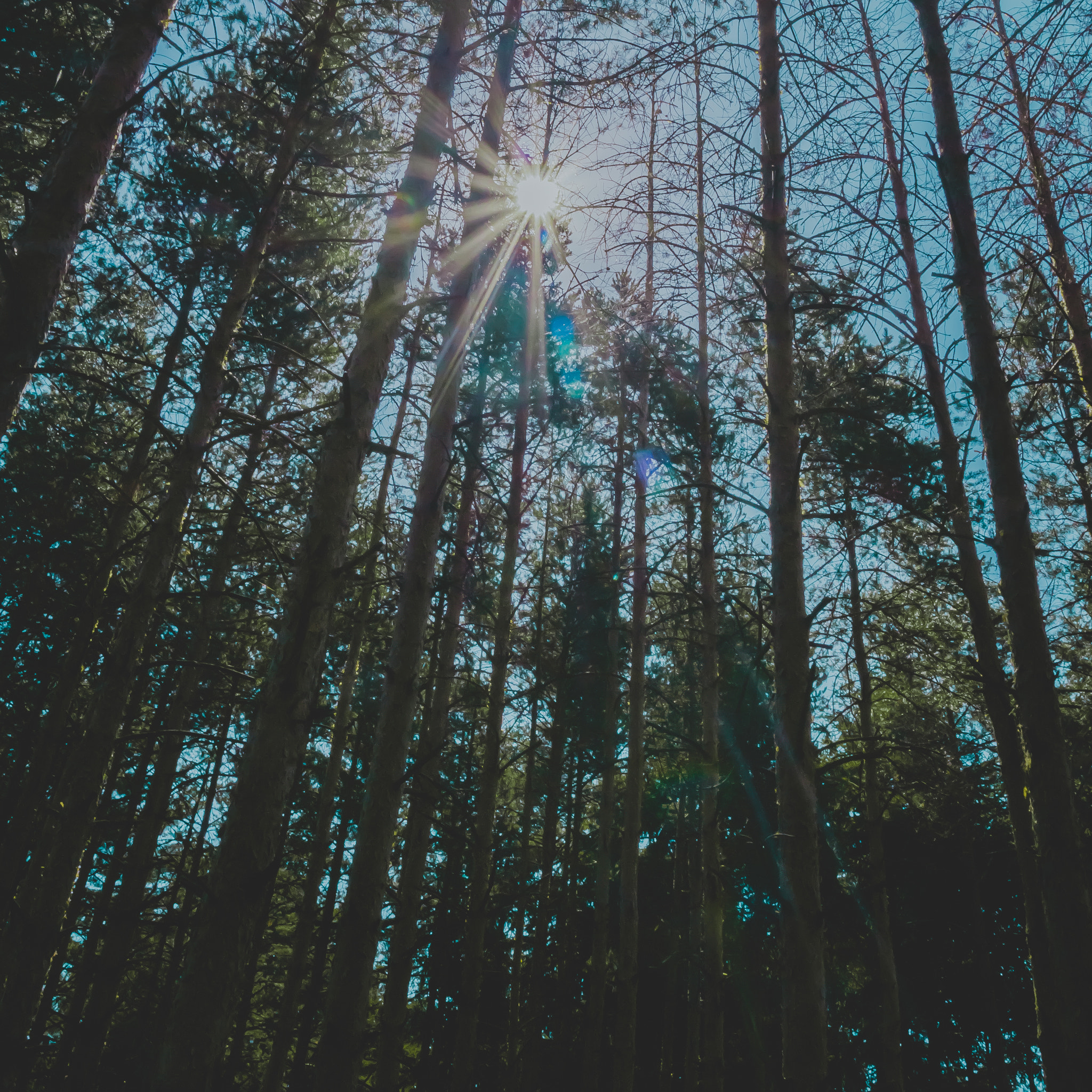 Samsung NX30 sample photo. Washed out forest photography