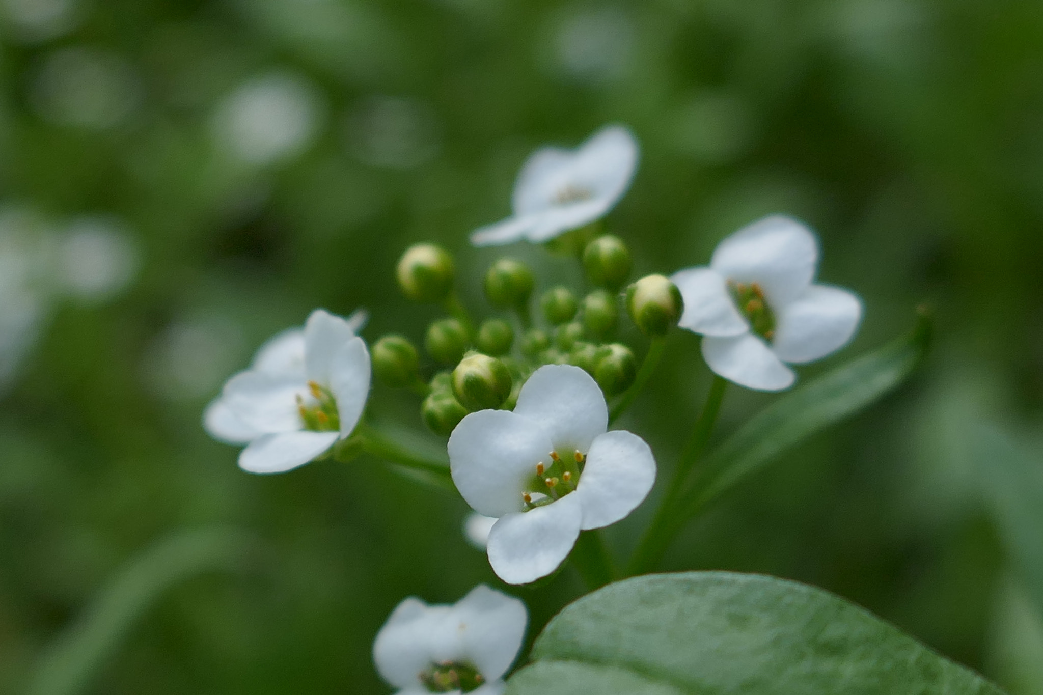 Panasonic Lumix DMC-ZS100 (Lumix DMC-TZ100) sample photo. Wildflowers photography