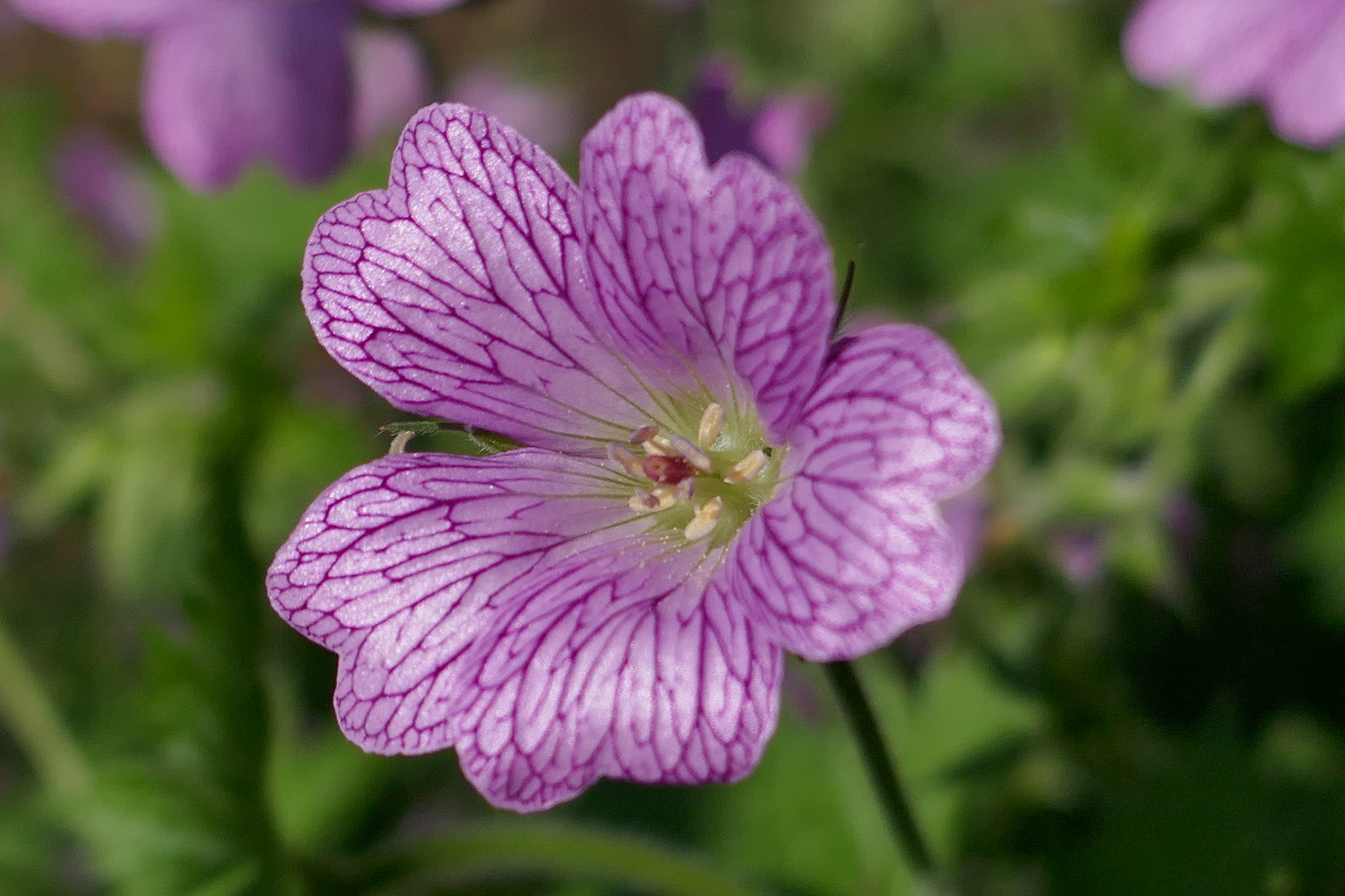 Panasonic Lumix DMC-ZS100 (Lumix DMC-TZ100) sample photo. Purple veins photography