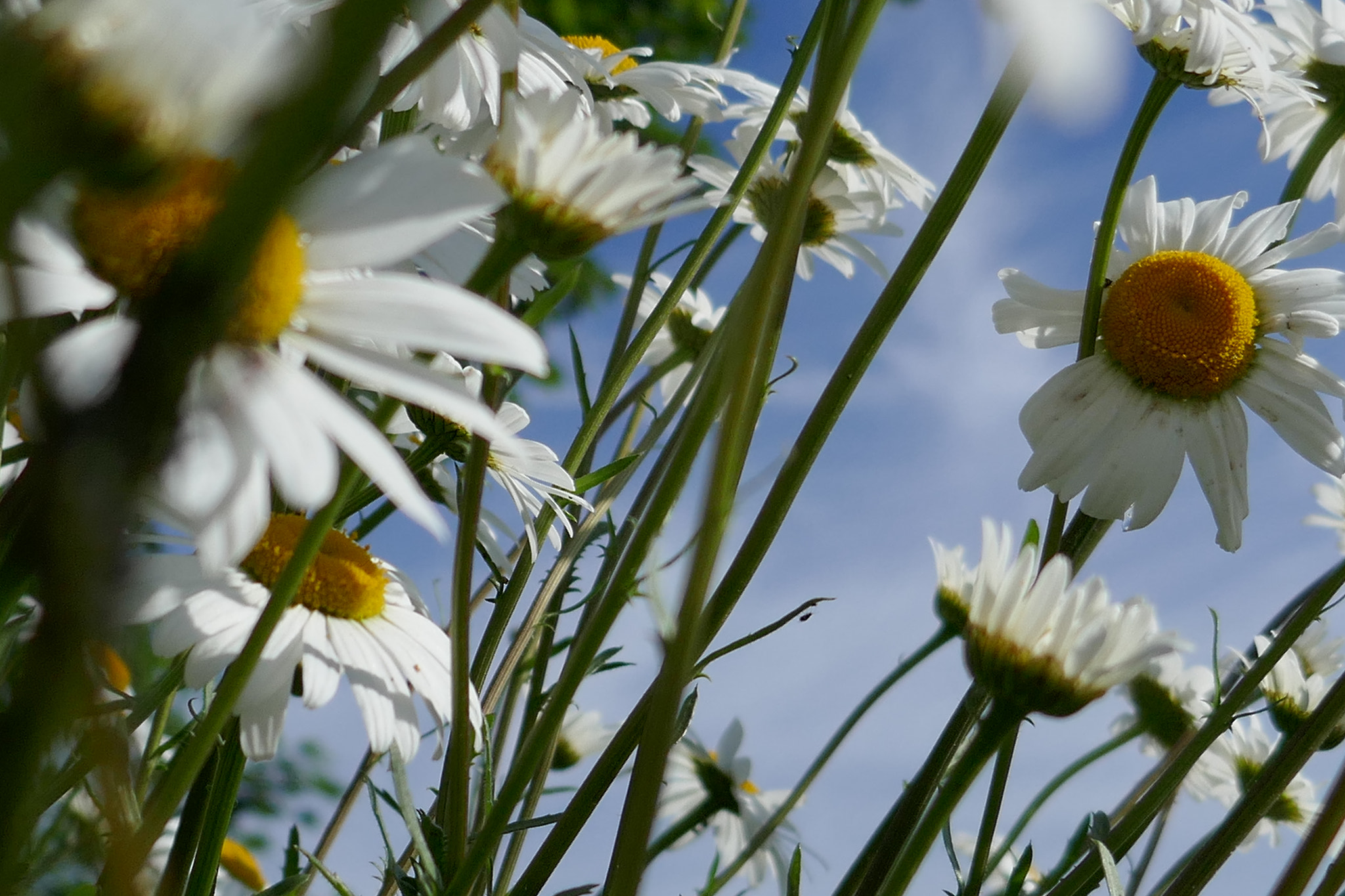 Panasonic Lumix DMC-ZS100 (Lumix DMC-TZ100) sample photo. Daises in the sun photography