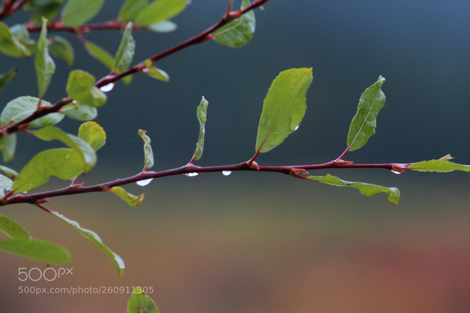 Canon EOS 600D (Rebel EOS T3i / EOS Kiss X5) sample photo. Img photography
