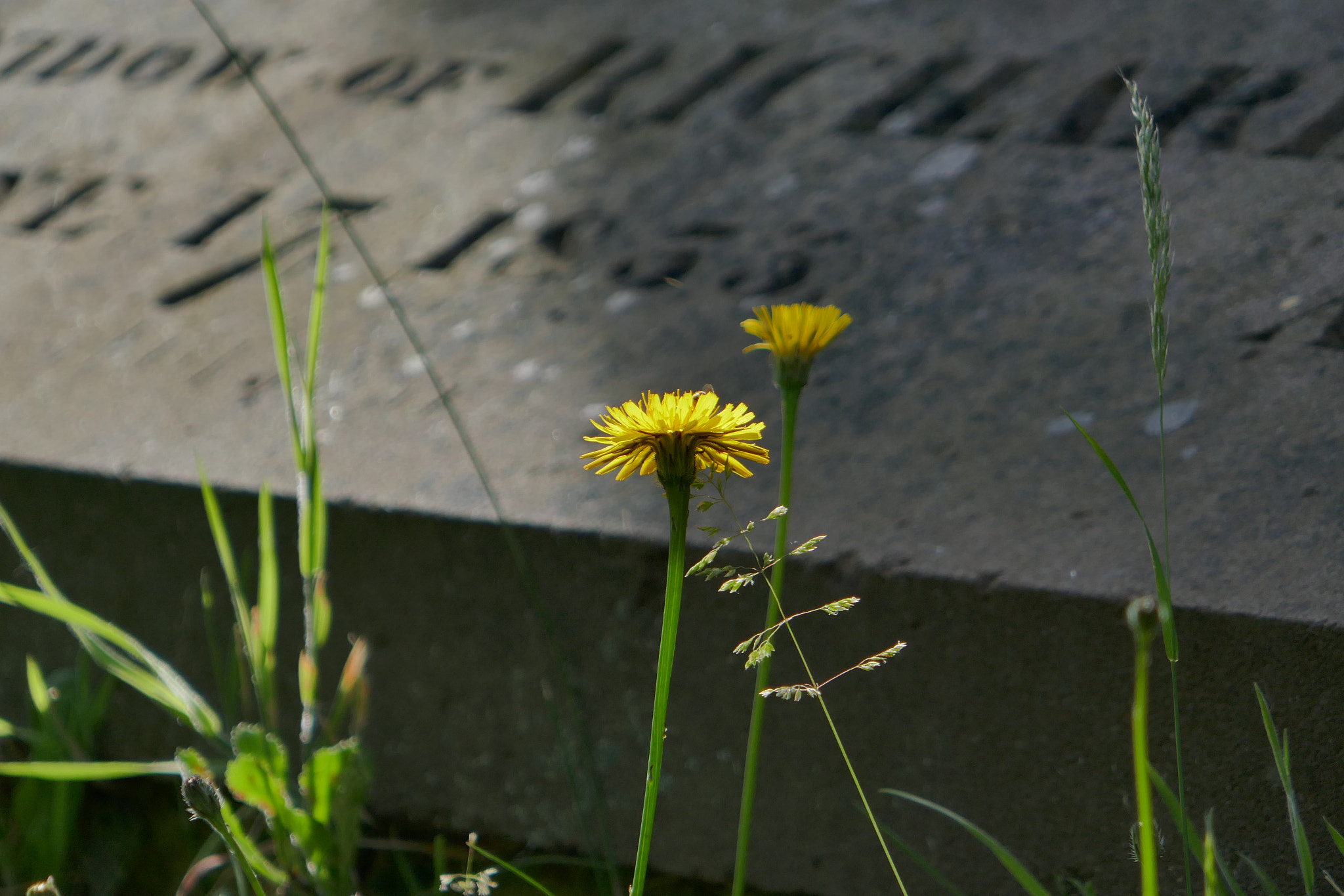 Panasonic Lumix DMC-ZS100 (Lumix DMC-TZ100) sample photo. Flowers in the churchyard photography