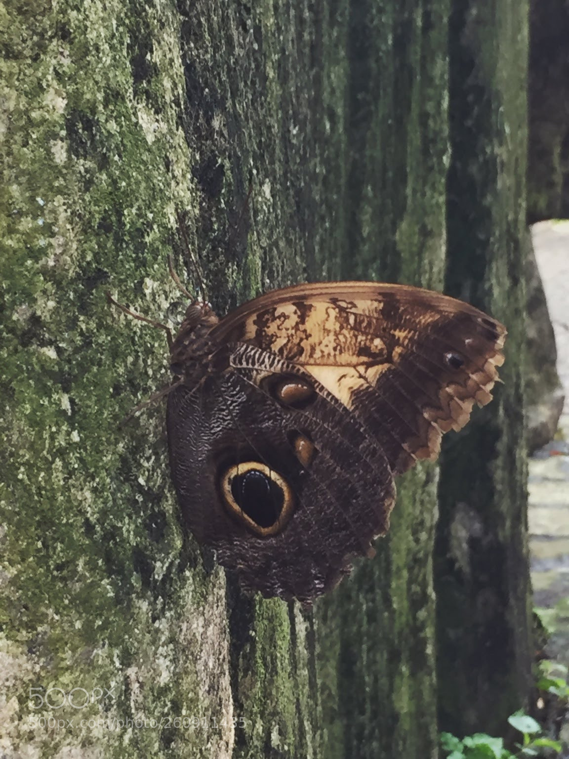 Apple iPhone 6 sample photo. Img photography