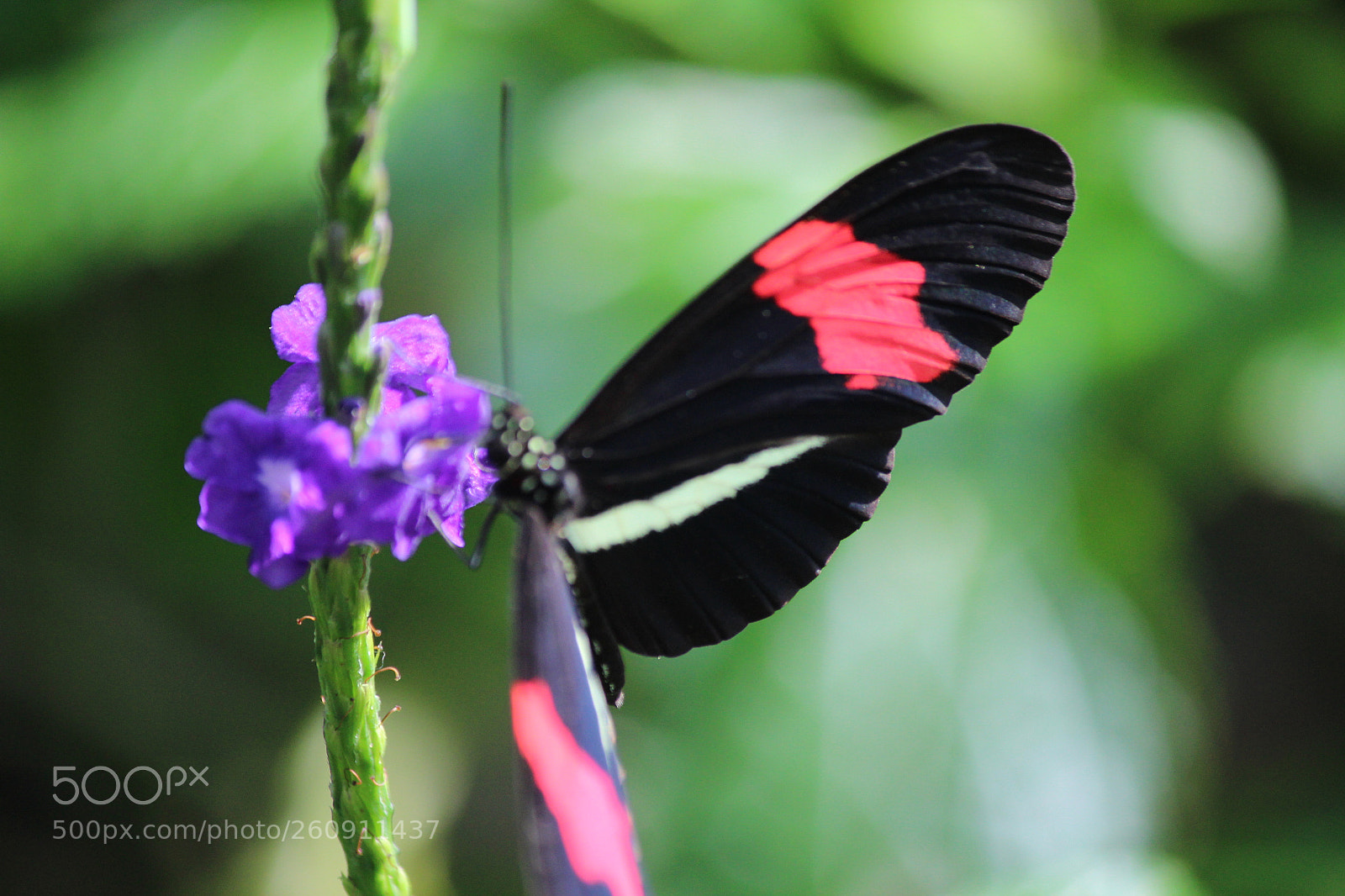 Canon EOS 600D (Rebel EOS T3i / EOS Kiss X5) sample photo. Img photography