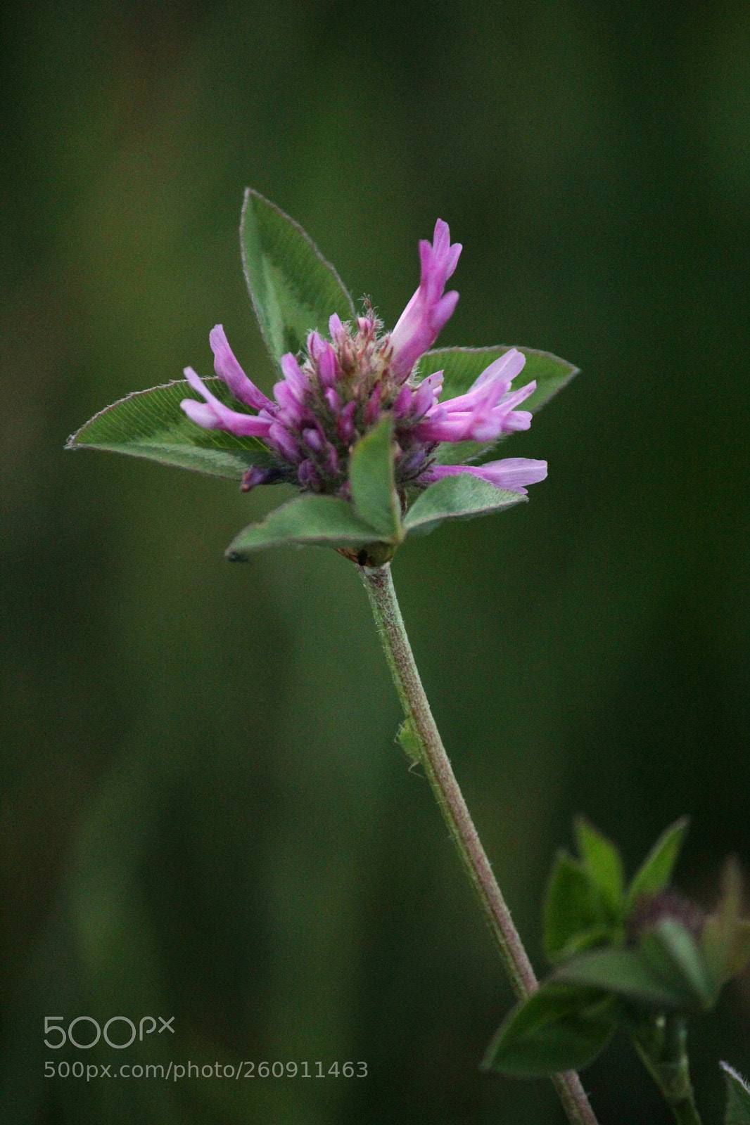 Canon EOS 600D (Rebel EOS T3i / EOS Kiss X5) sample photo. () photography