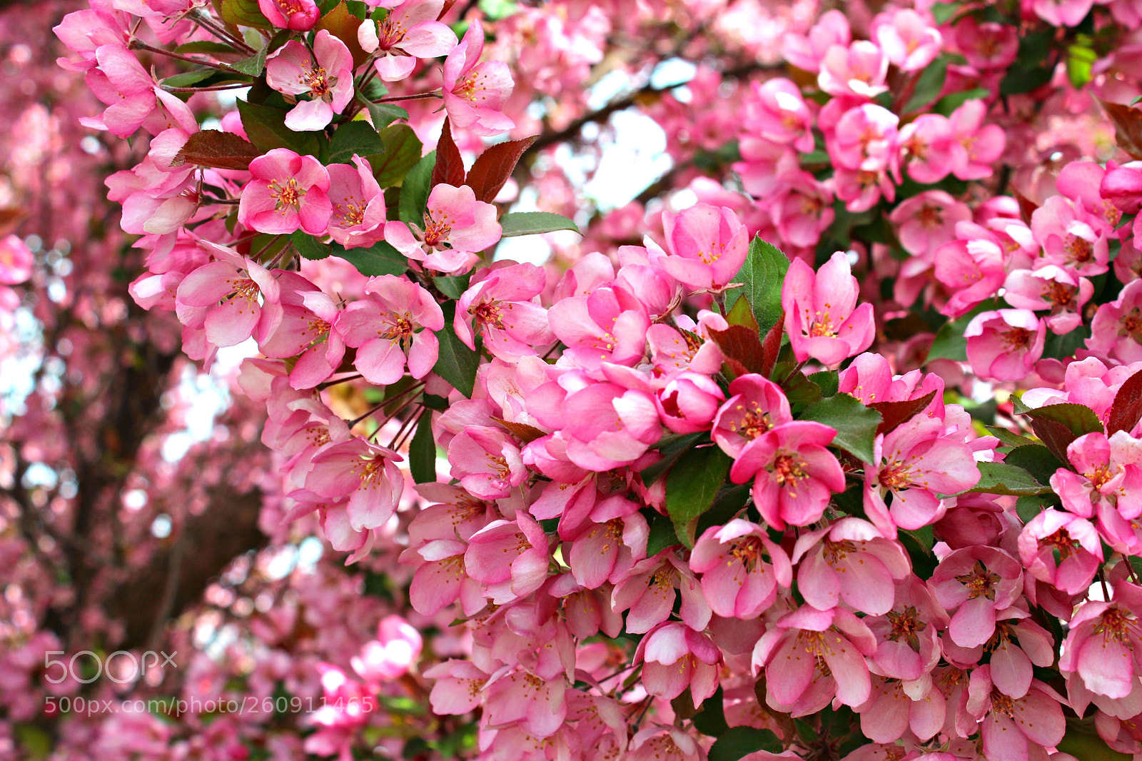 Canon EOS 600D (Rebel EOS T3i / EOS Kiss X5) sample photo. Img photography