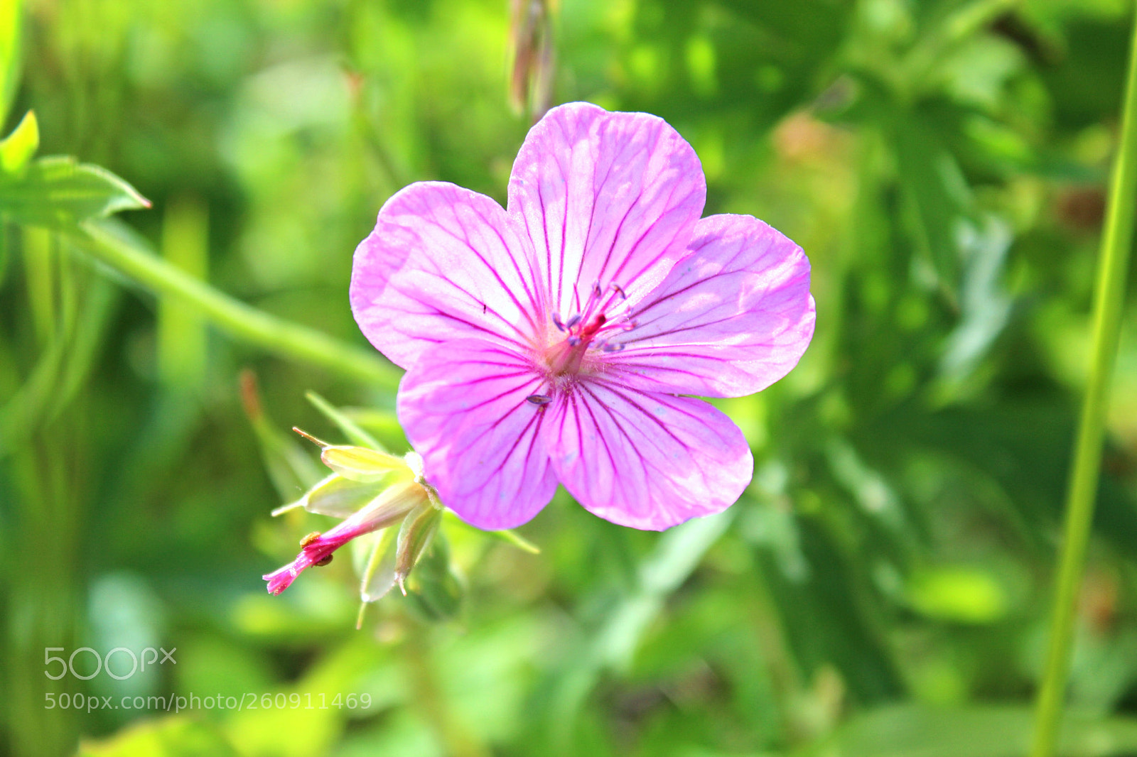 Canon EOS 600D (Rebel EOS T3i / EOS Kiss X5) sample photo. Img photography
