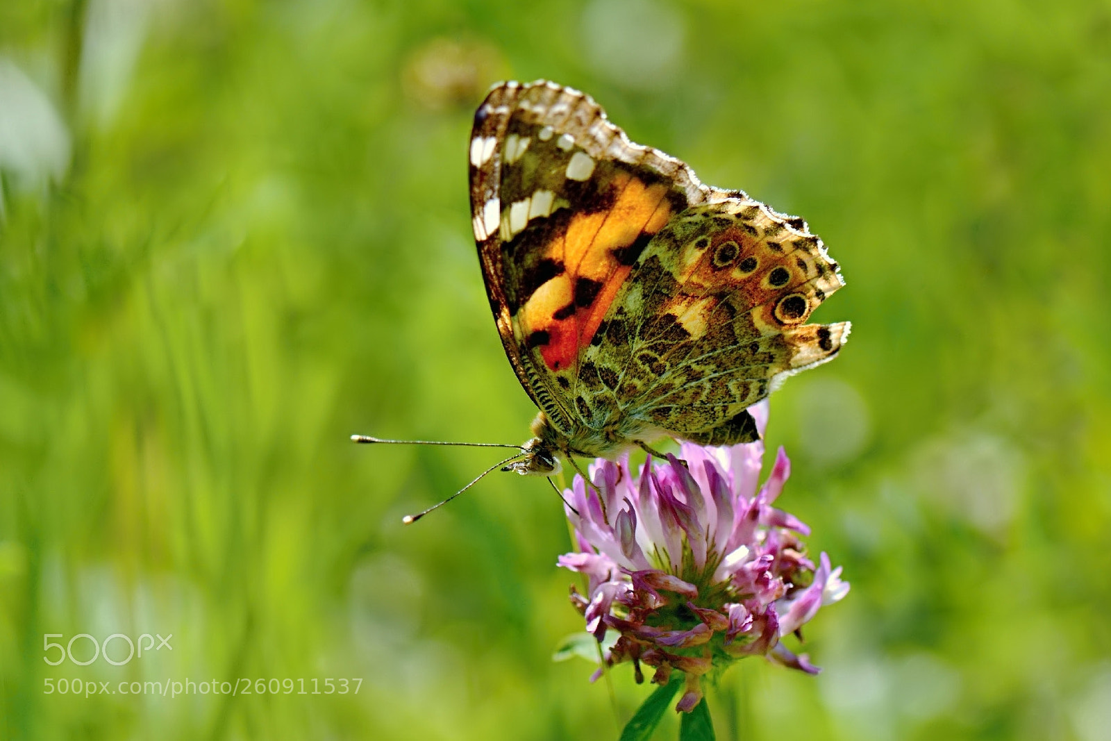 Nikon D5200 sample photo. *** photography
