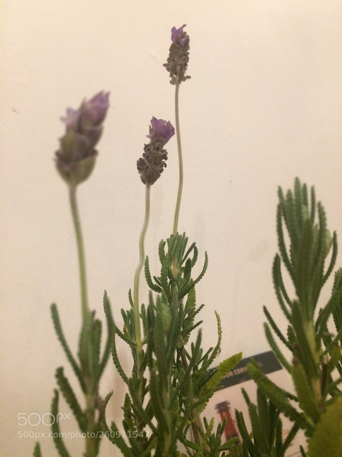 Apple iPhone 5s sample photo. Lavanda photography