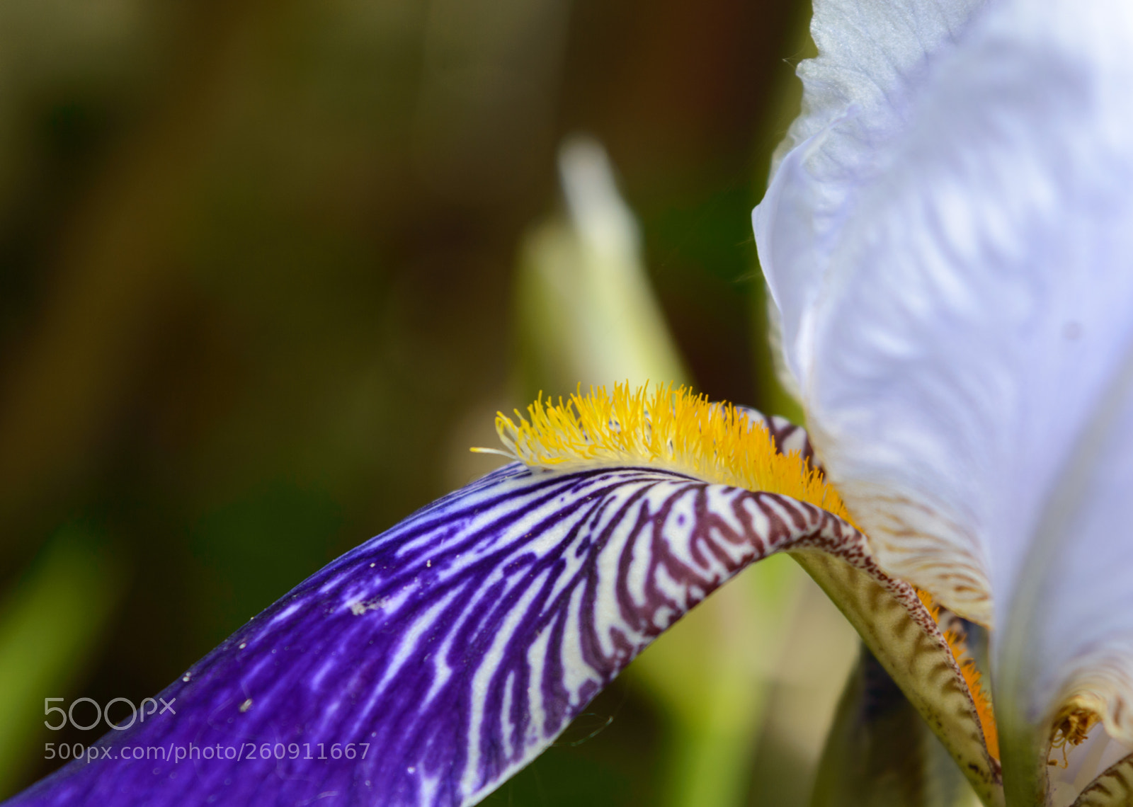 Nikon D3200 sample photo. Blooming iris photography