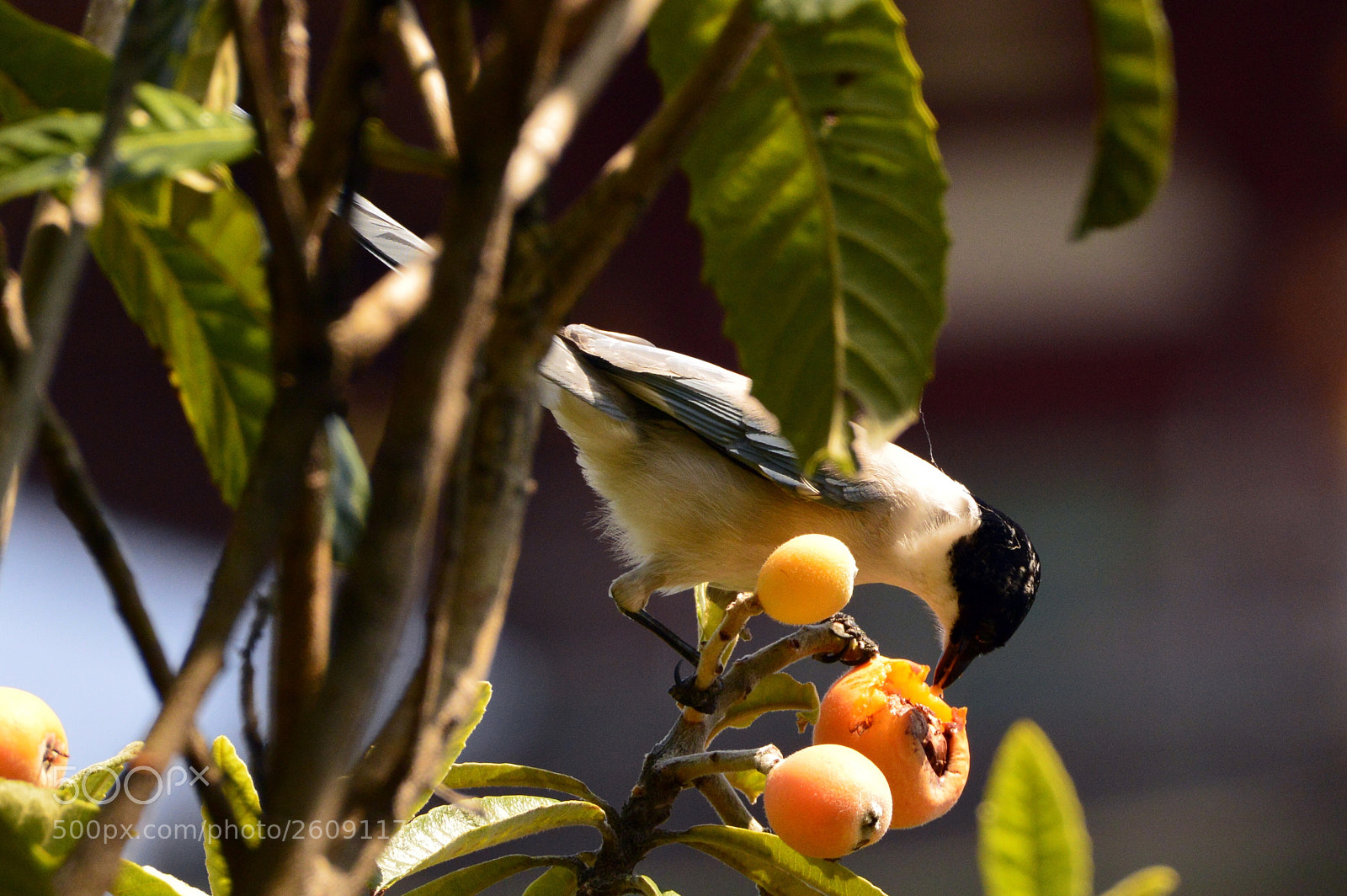 Nikon D3200 sample photo. Bird eating fruit photography