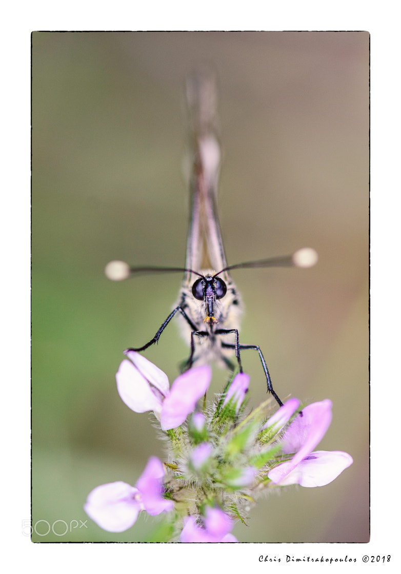 Nikon D7000 sample photo. Face to face photography
