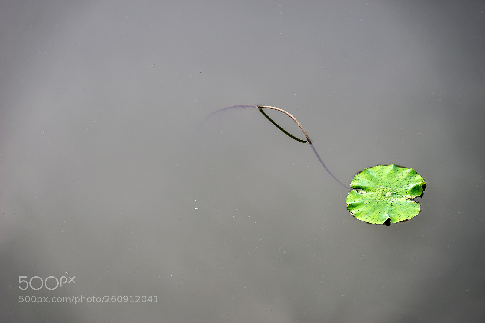 Sony a7 II sample photo. Water lily photography