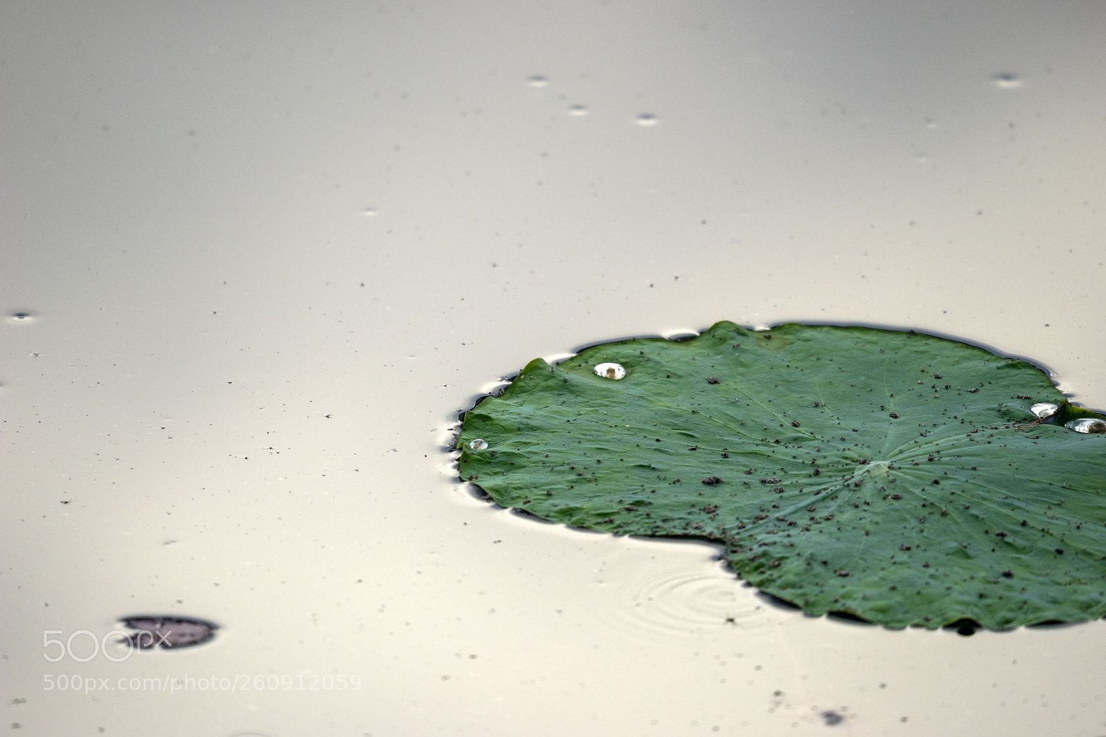 Sony a7 II sample photo. Water lily photography